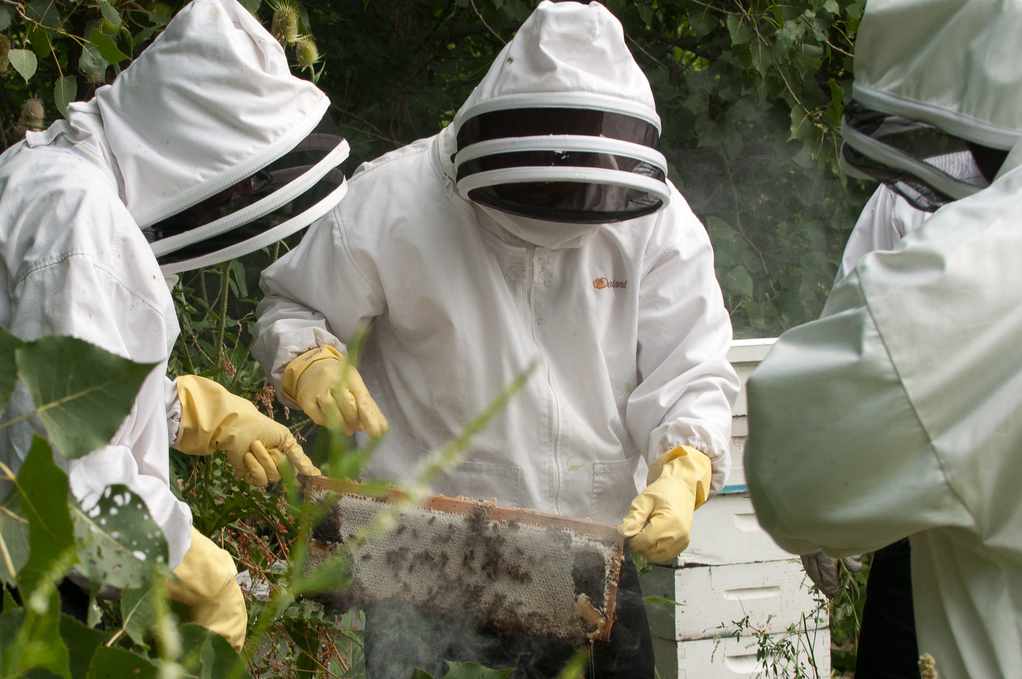 Beekeeping taking place by participants of Sweet Beginnings' programs. 
