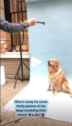 Behind the scenes Instagram post idea showing a golden retriever dog on set