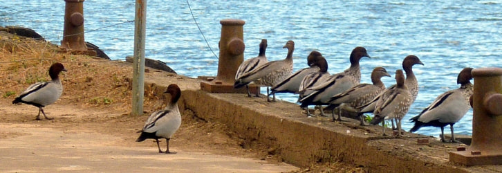 Ducks sitting in a row