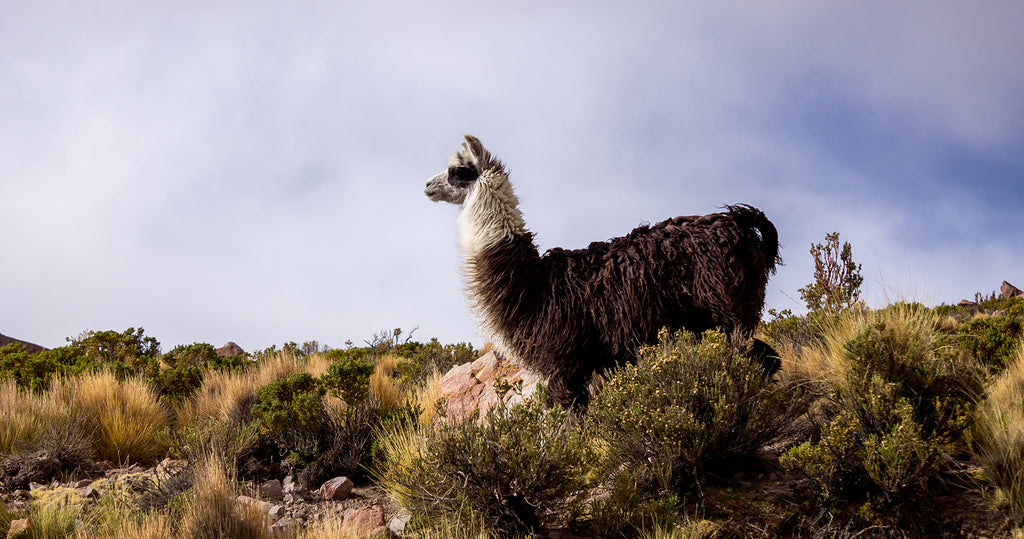 玻利维亚羊驼在南美洲蓝云的背景上