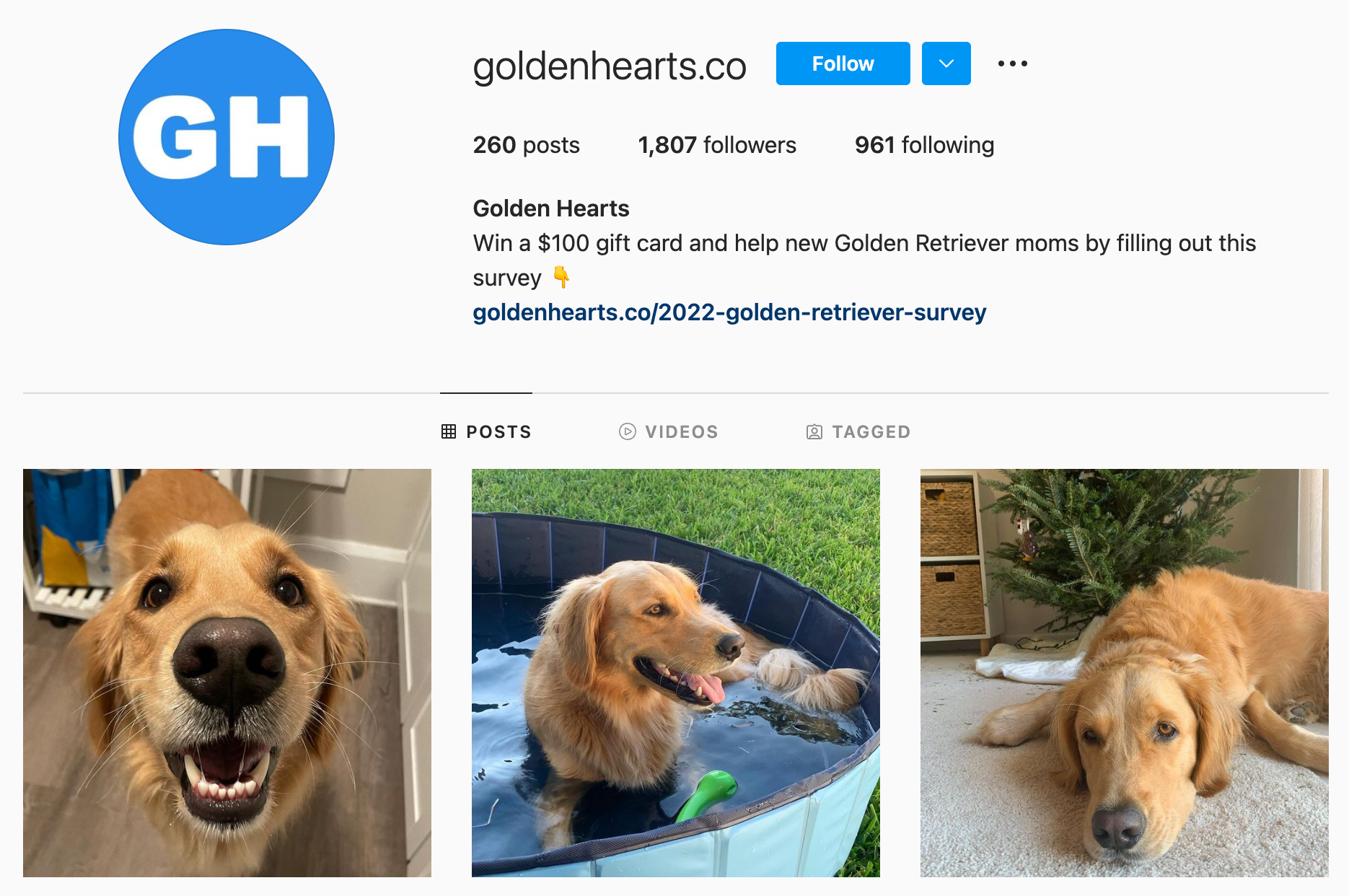 Golden Hearts Instagram 个人资料