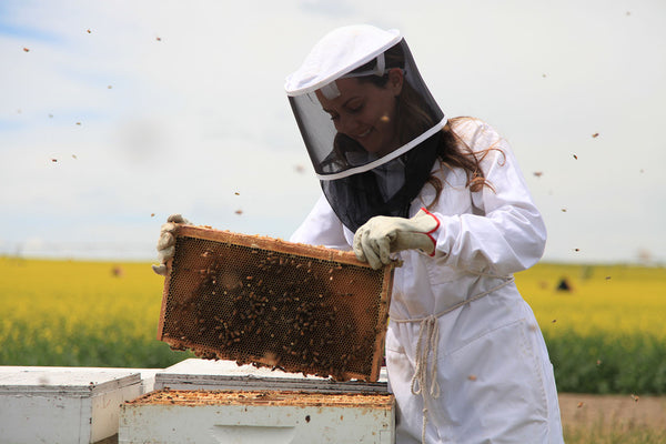 Tique Chandler opening a beehive on a farm.