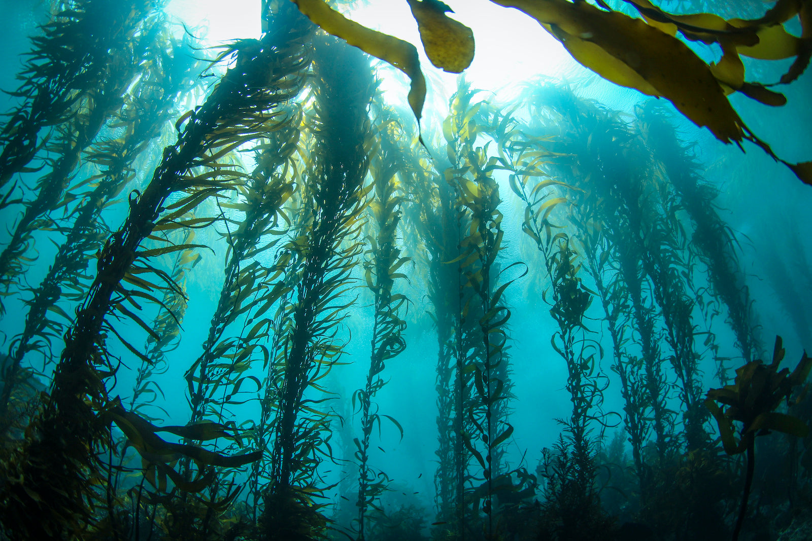 Plantação de algas no oceano