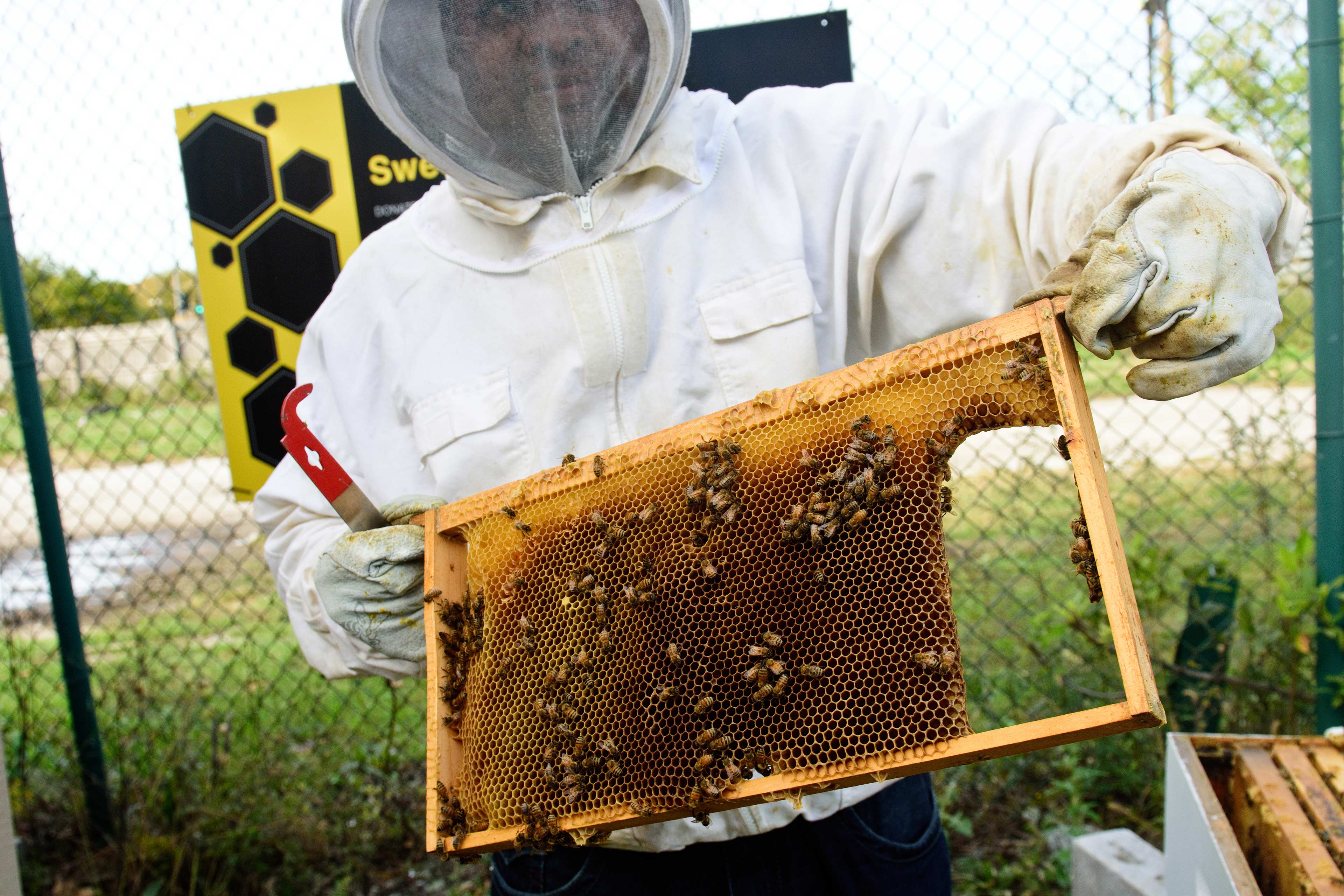 A beekeeper holding up a honeycomb tray. 