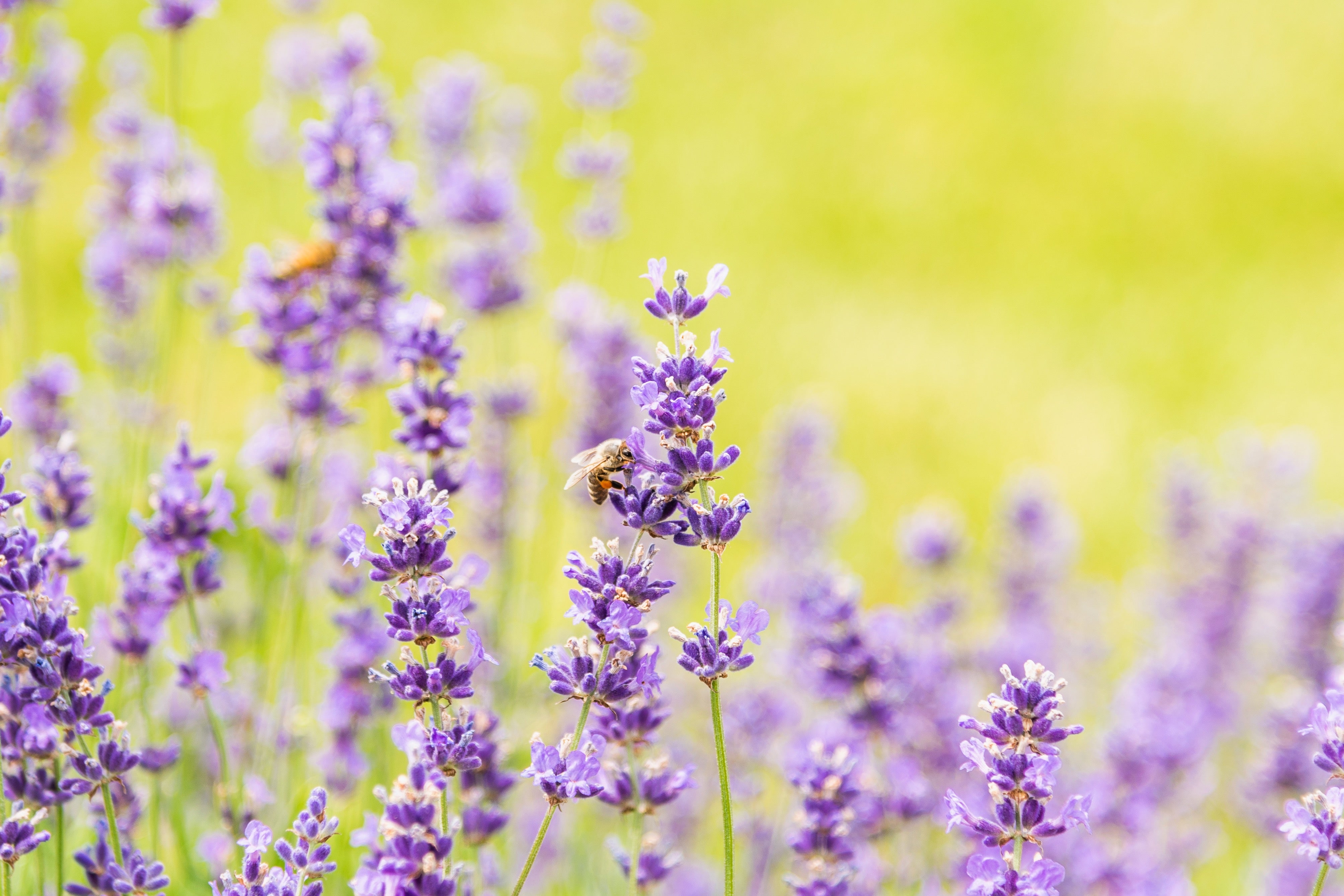 Blooms and bees at Terre Bleu's lavender field. 