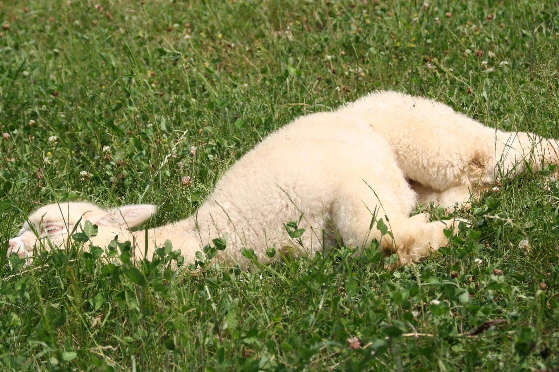 An alpaca sleeps in the grass