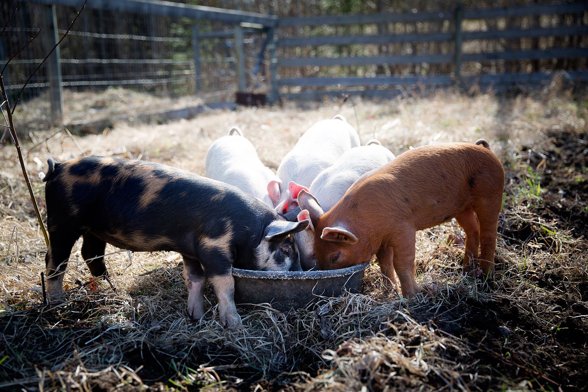 Two pigs in a pen