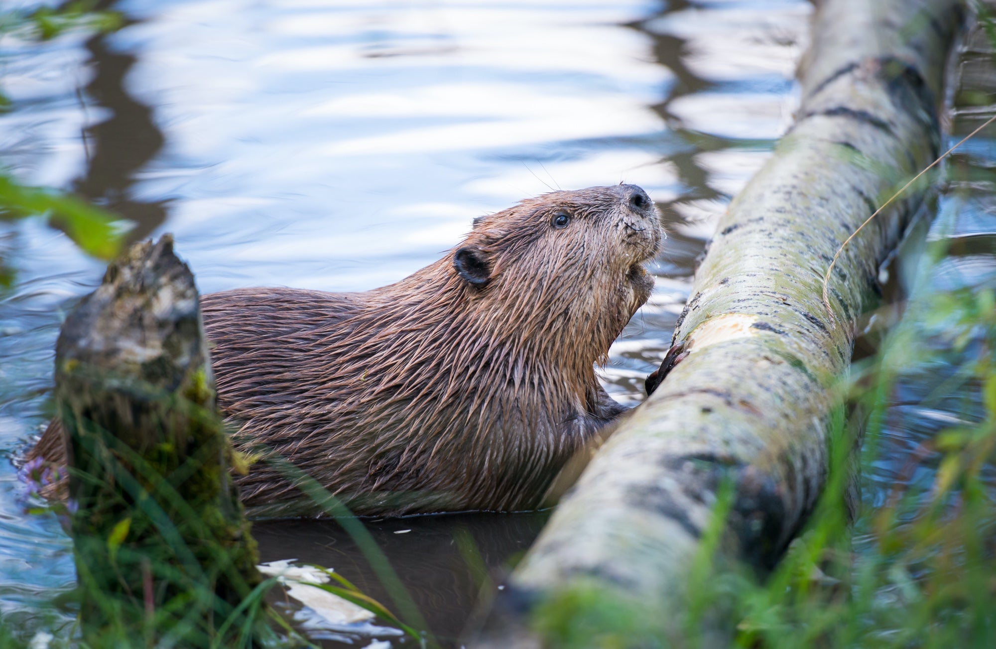 A beaver swims up to a log