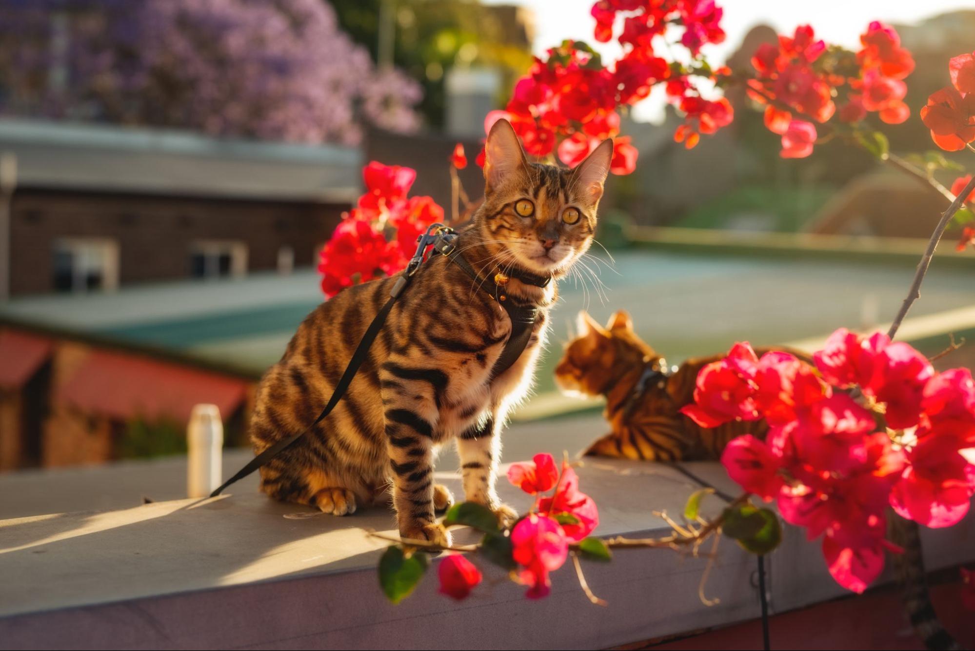 A pair of cats with a Supakit collar on a roof surrounded by red flowers.