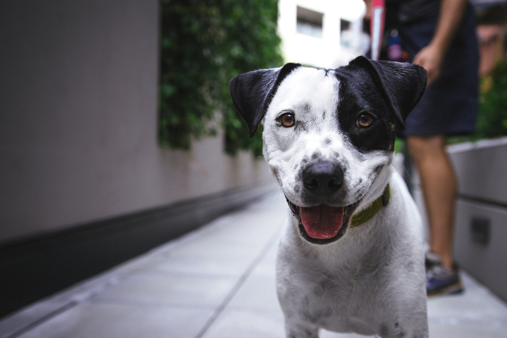 A large black and white dogs looks directly into the camera