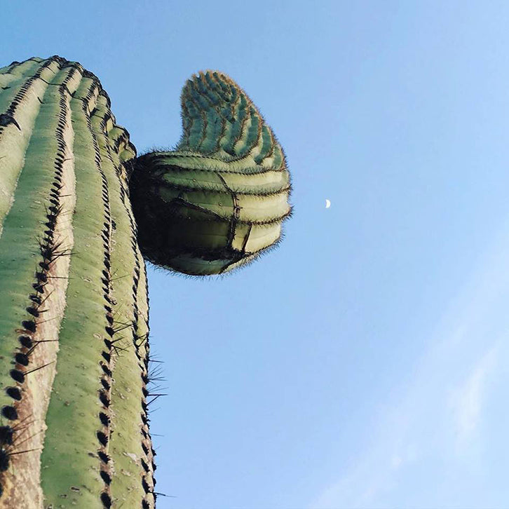 cactus lavorare viaggiando