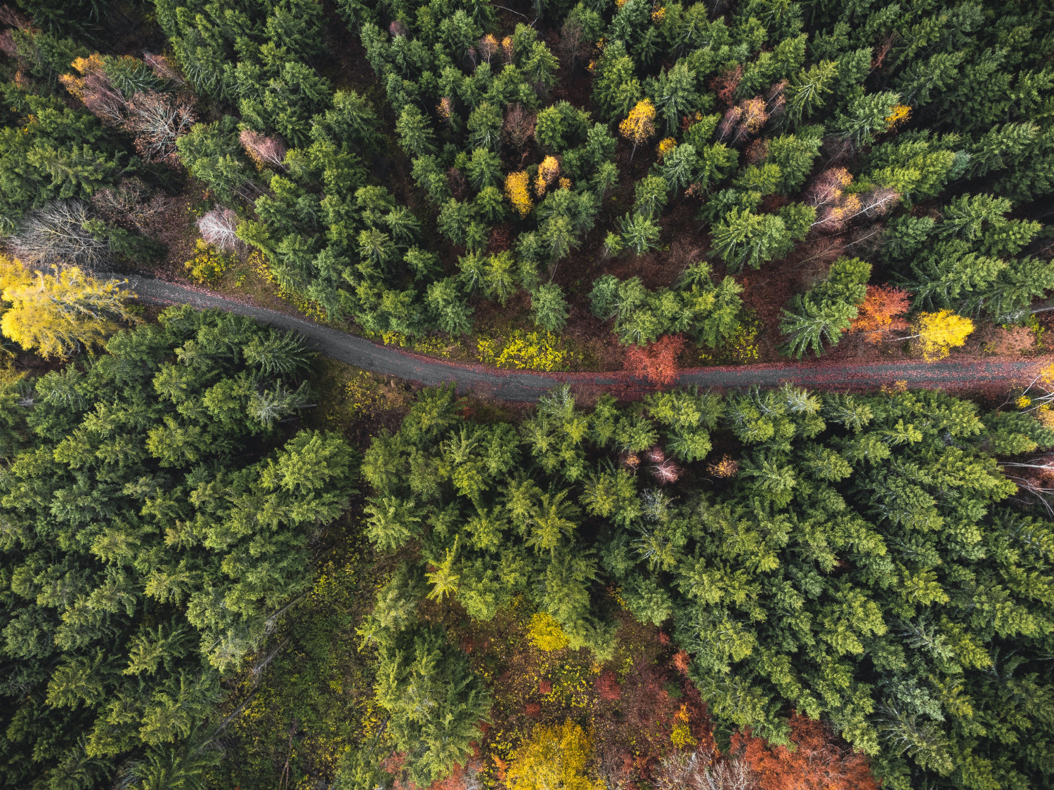 Aerial view of a forest and winding road