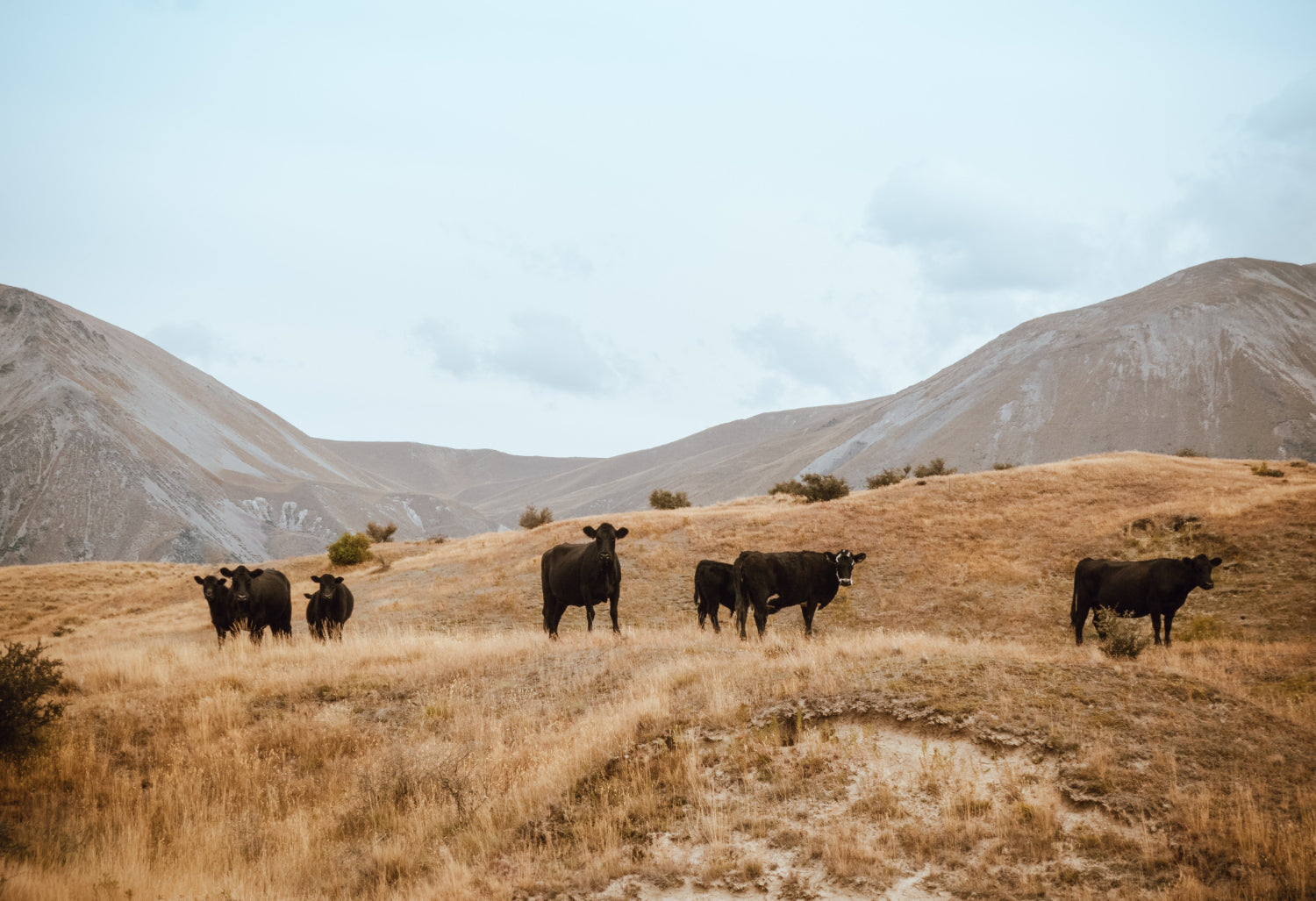 Cows graze in a field against a blue sky