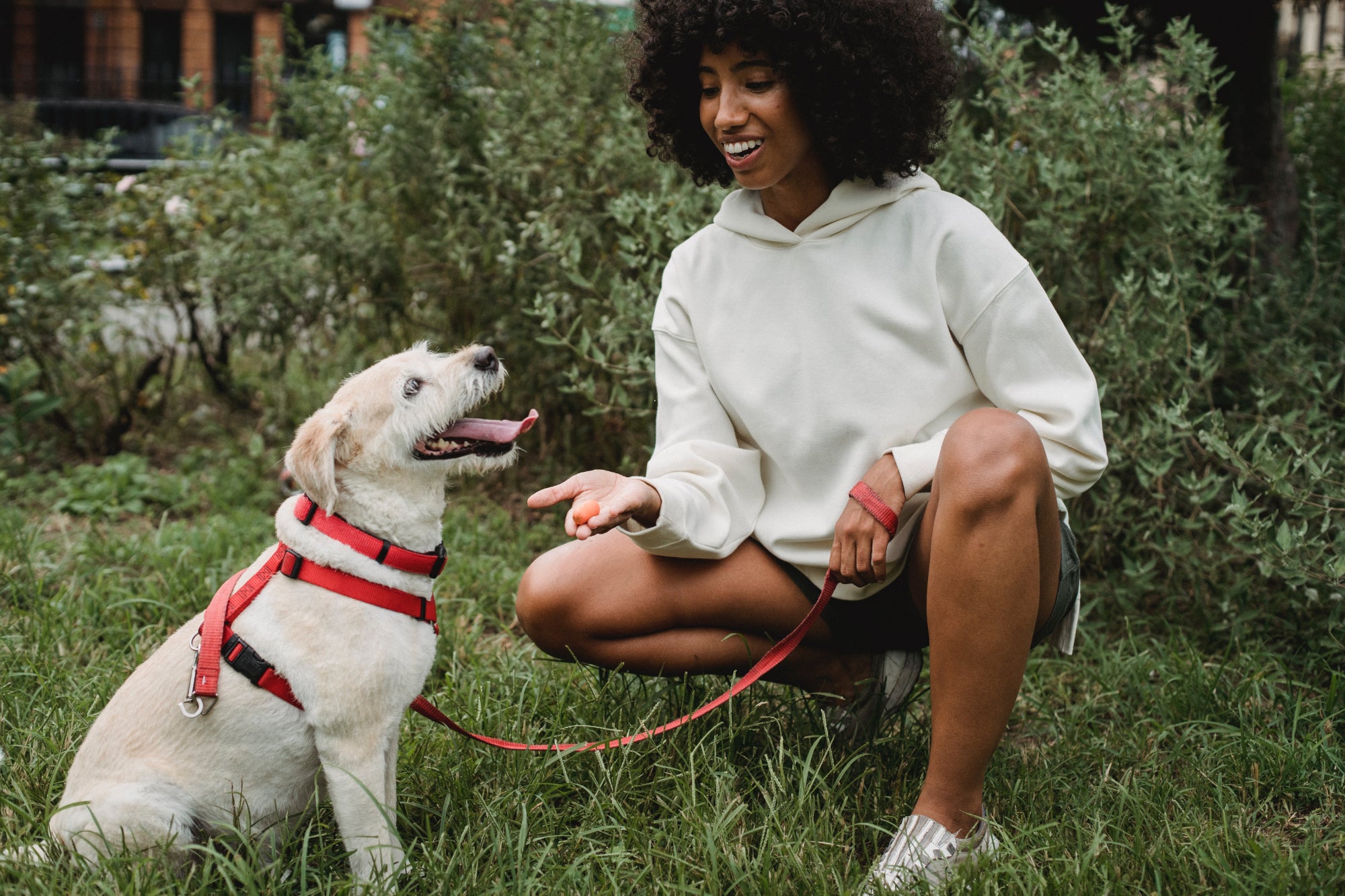 A person kneels to offer a dog a treat