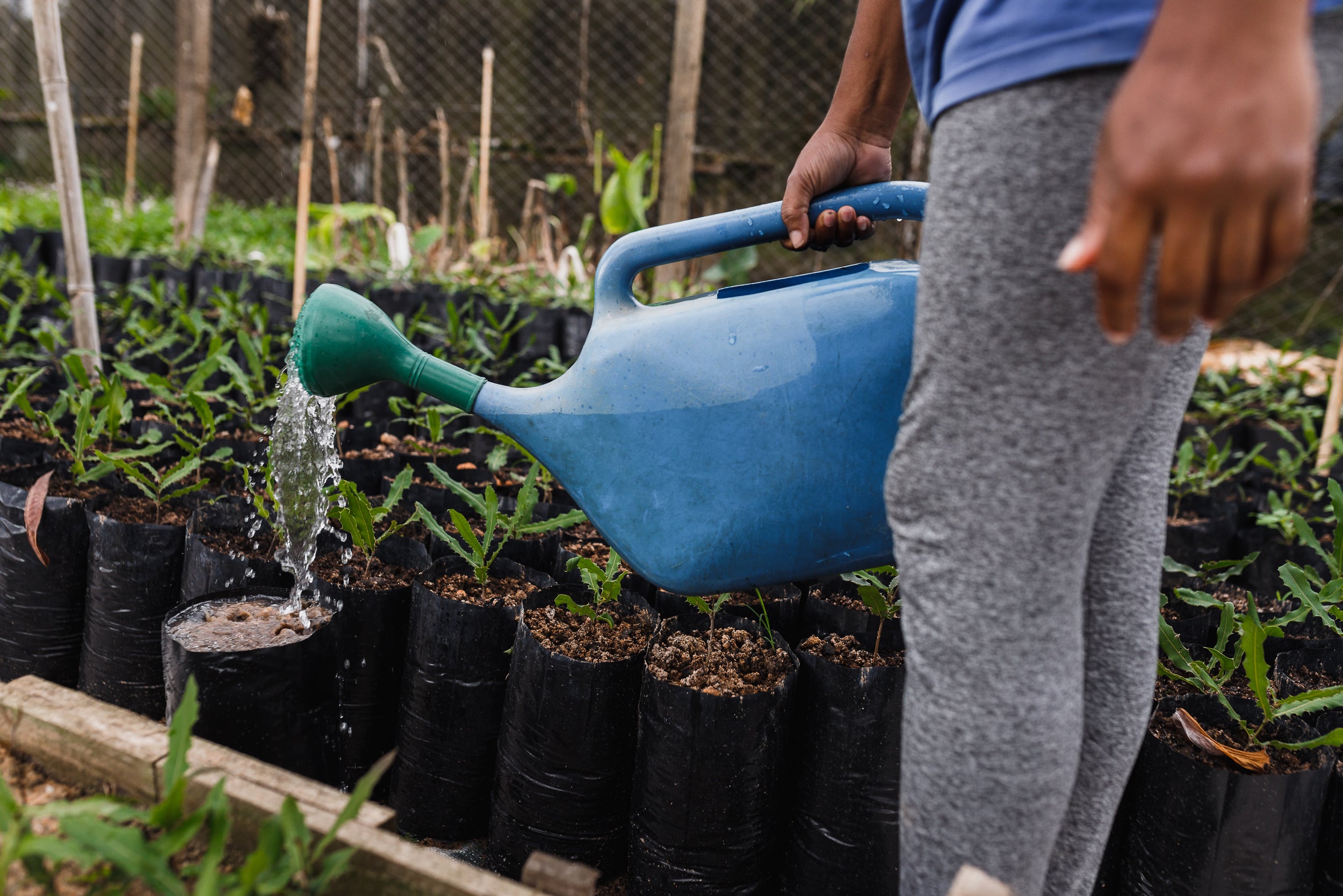 Person shot from the waist down watering plants