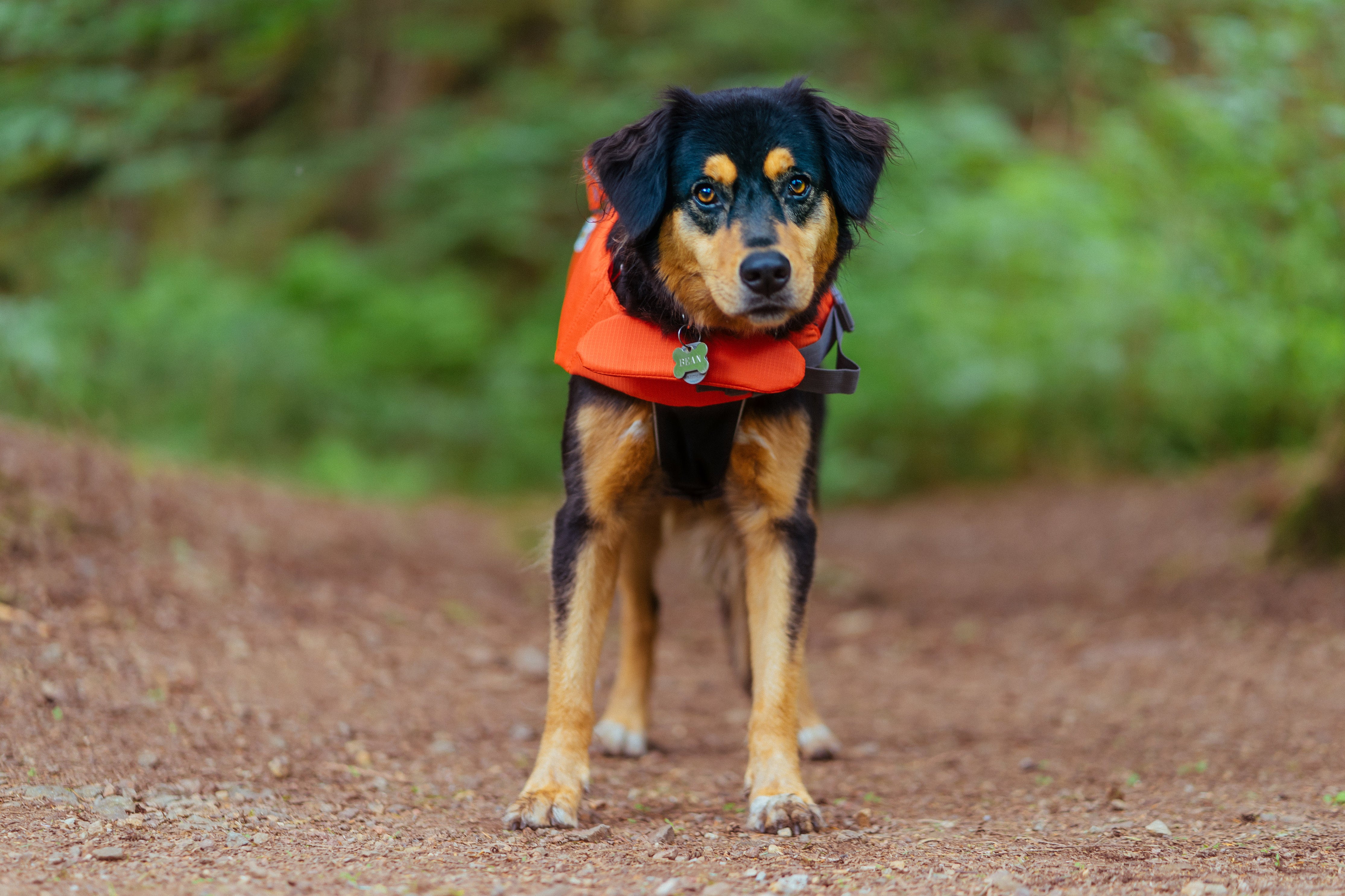 A dog wears an orange lifejacket in an outdoor setting