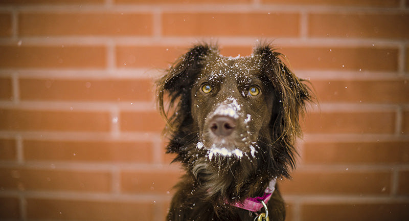 Cane nella neve a Natale