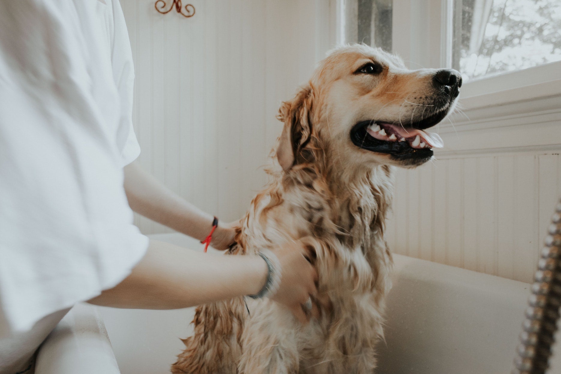 Person washes a golden retriever dog in a bathtub