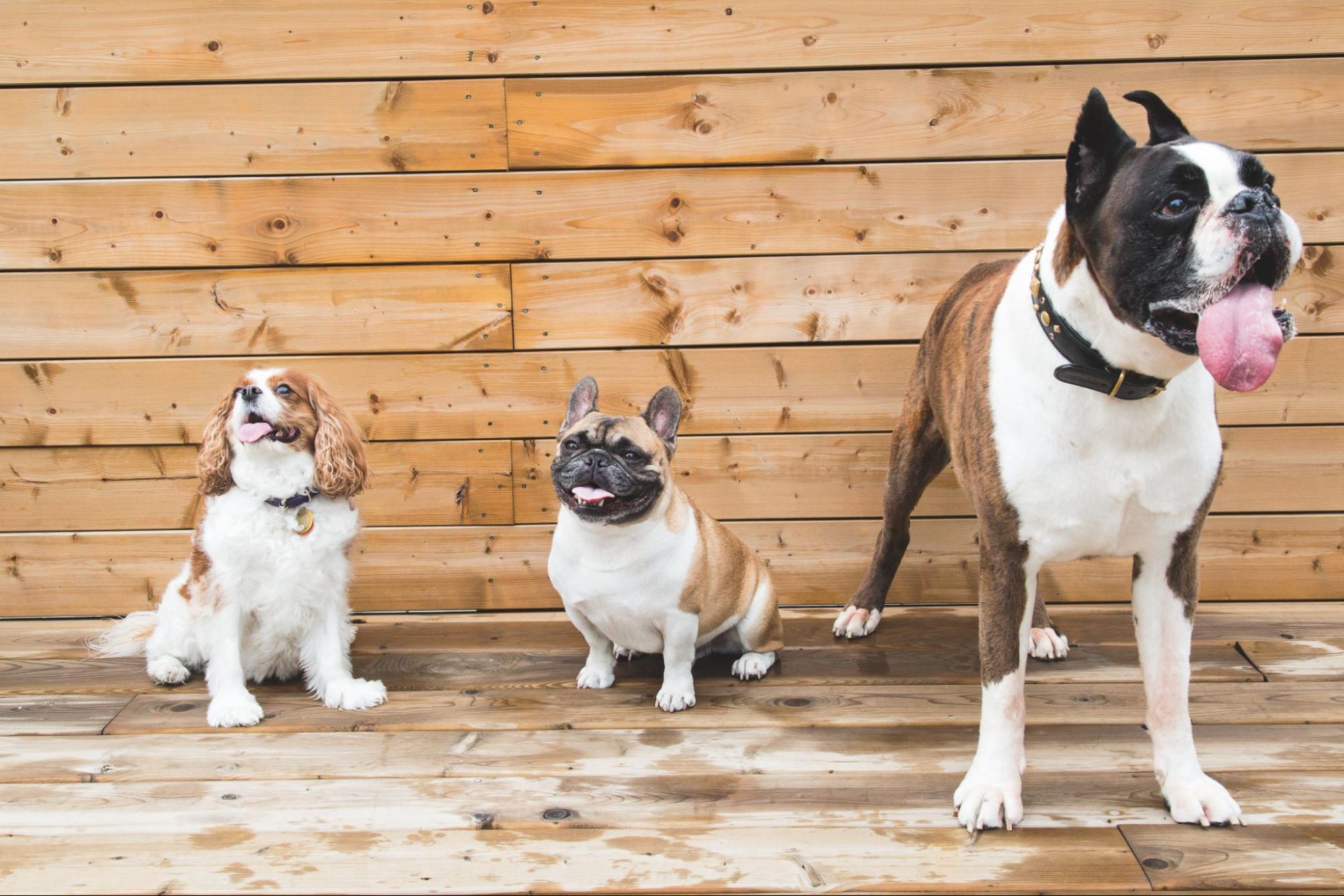 Three dogs line up against a wooden background.