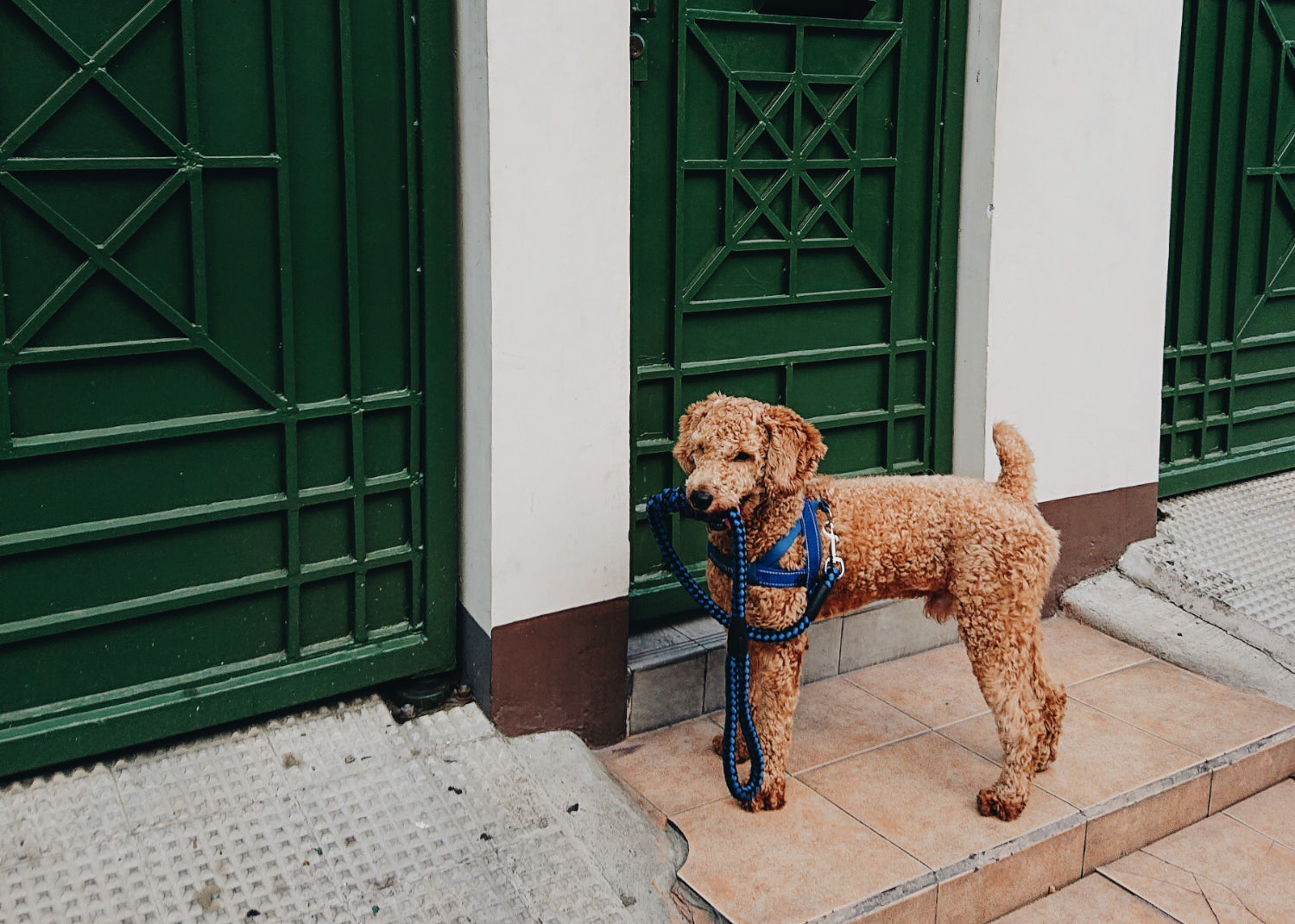 A dog on a leash waits outside a door