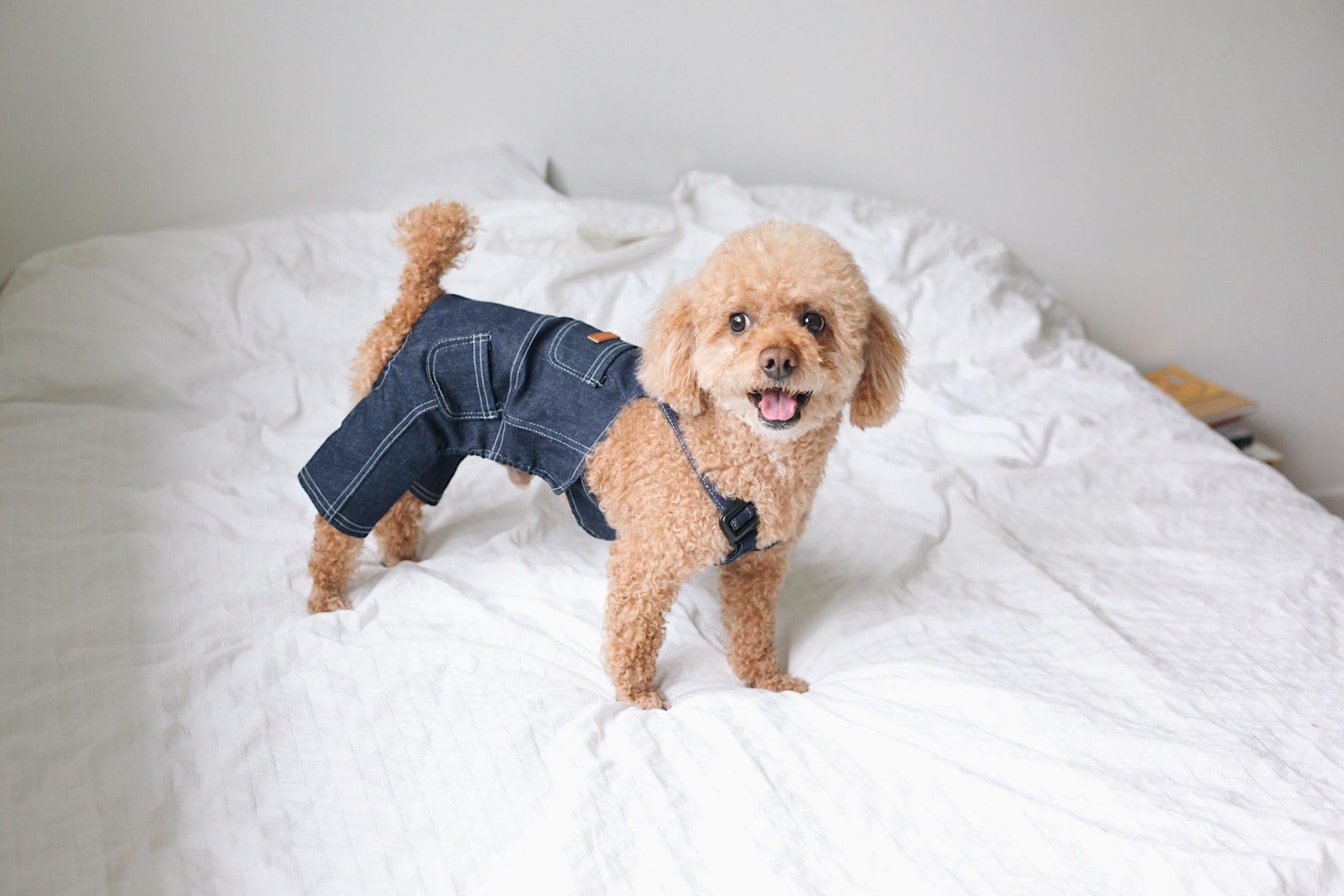 A small dog wearing overalls standing on a bed.