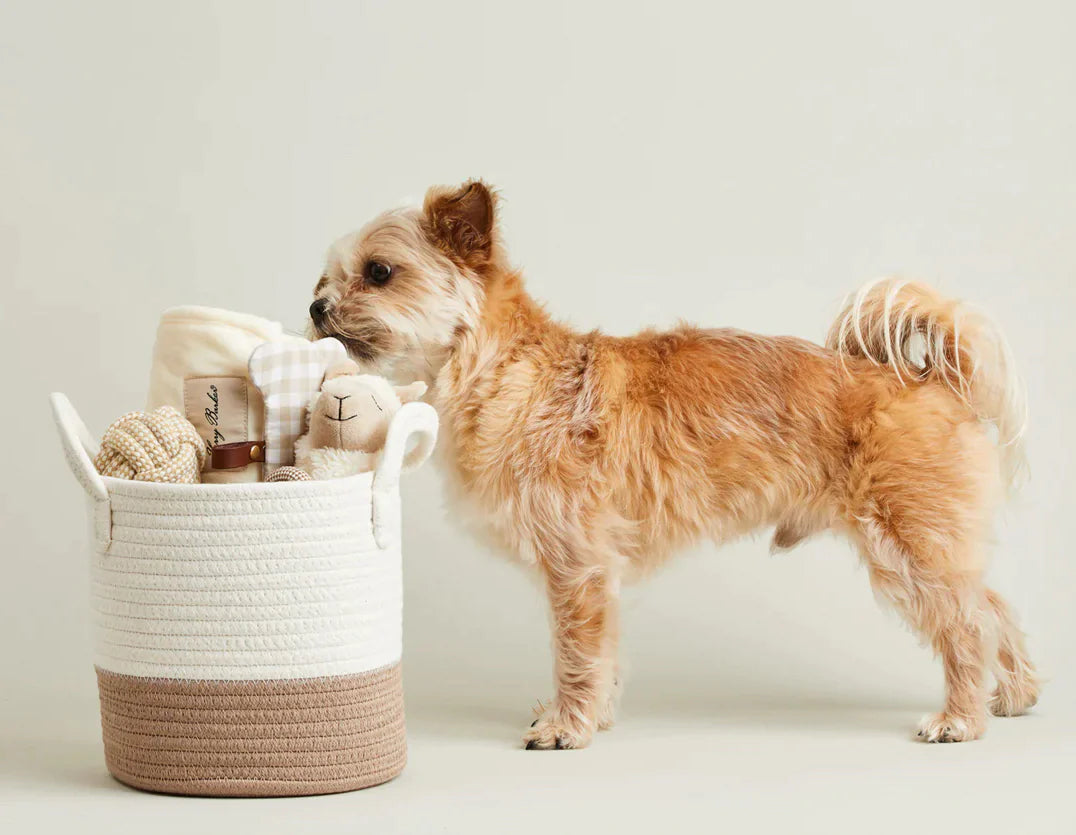 A small dog selects a toy from a rope basket