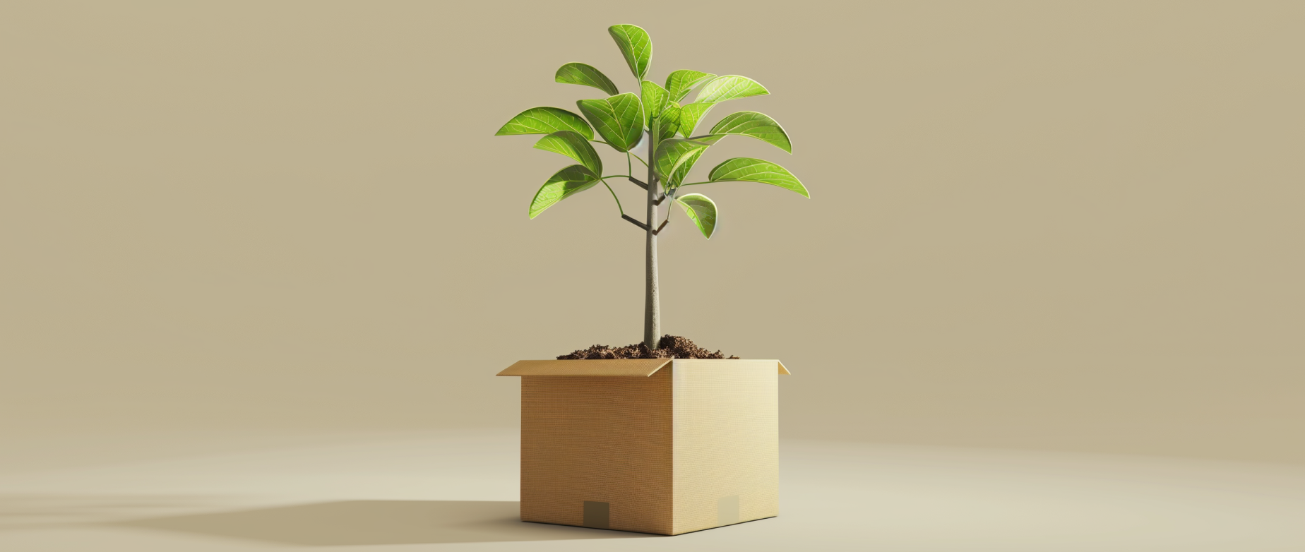 Live plant planted in a cardboard box: eco-friendly business ideas