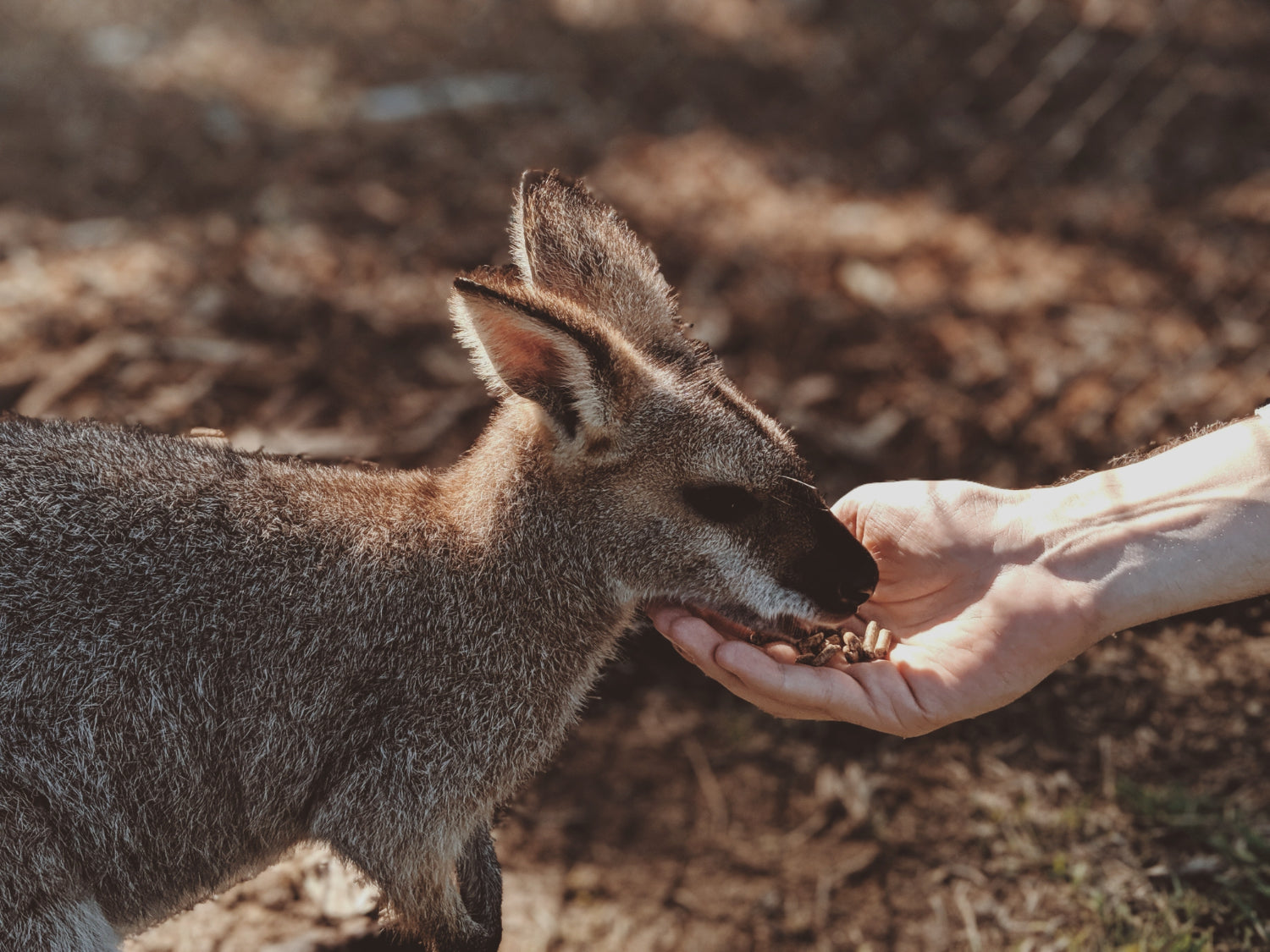 Hand feeds a small kangaroo