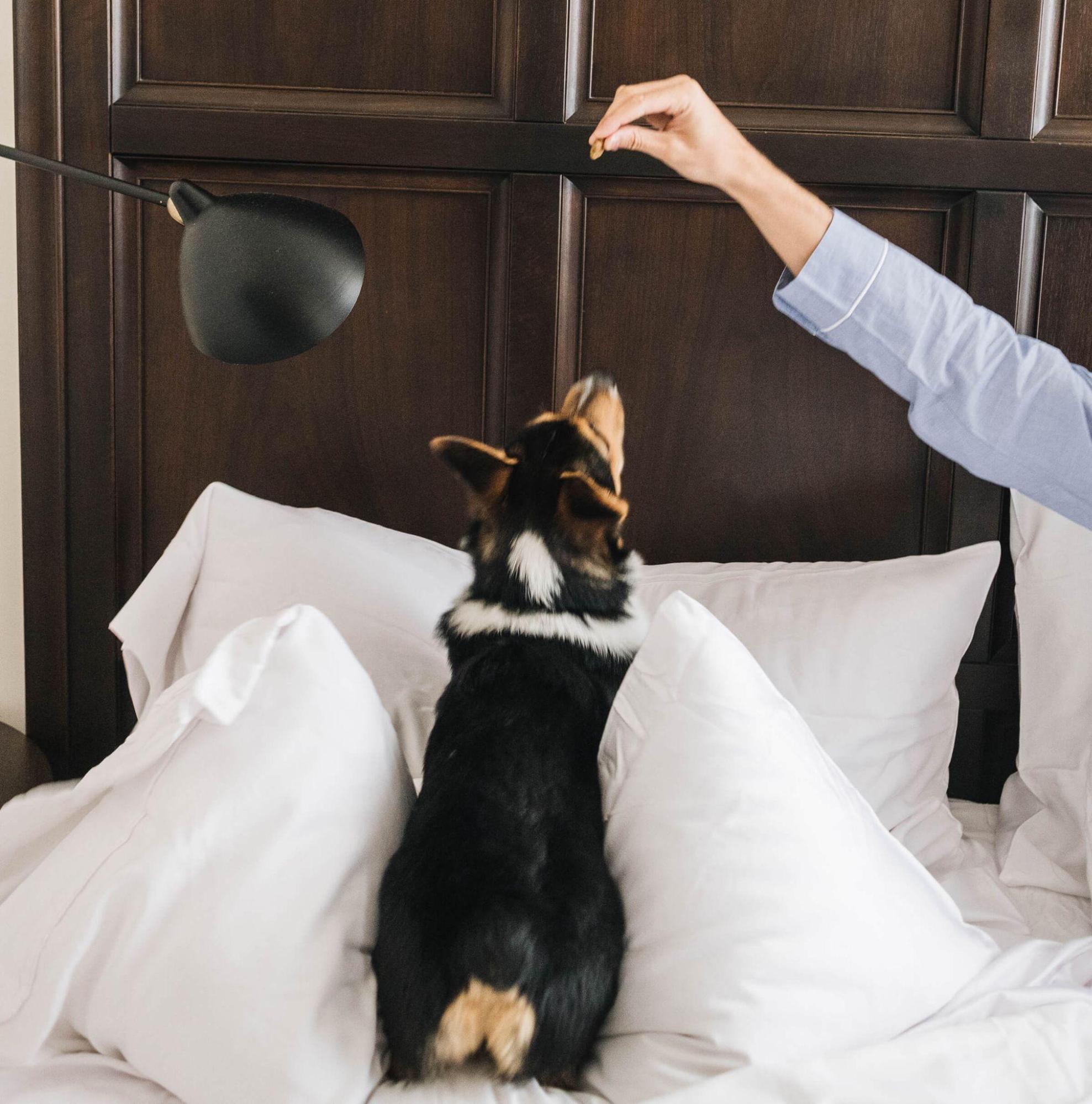 A dog jumps in a bed with white bedding.