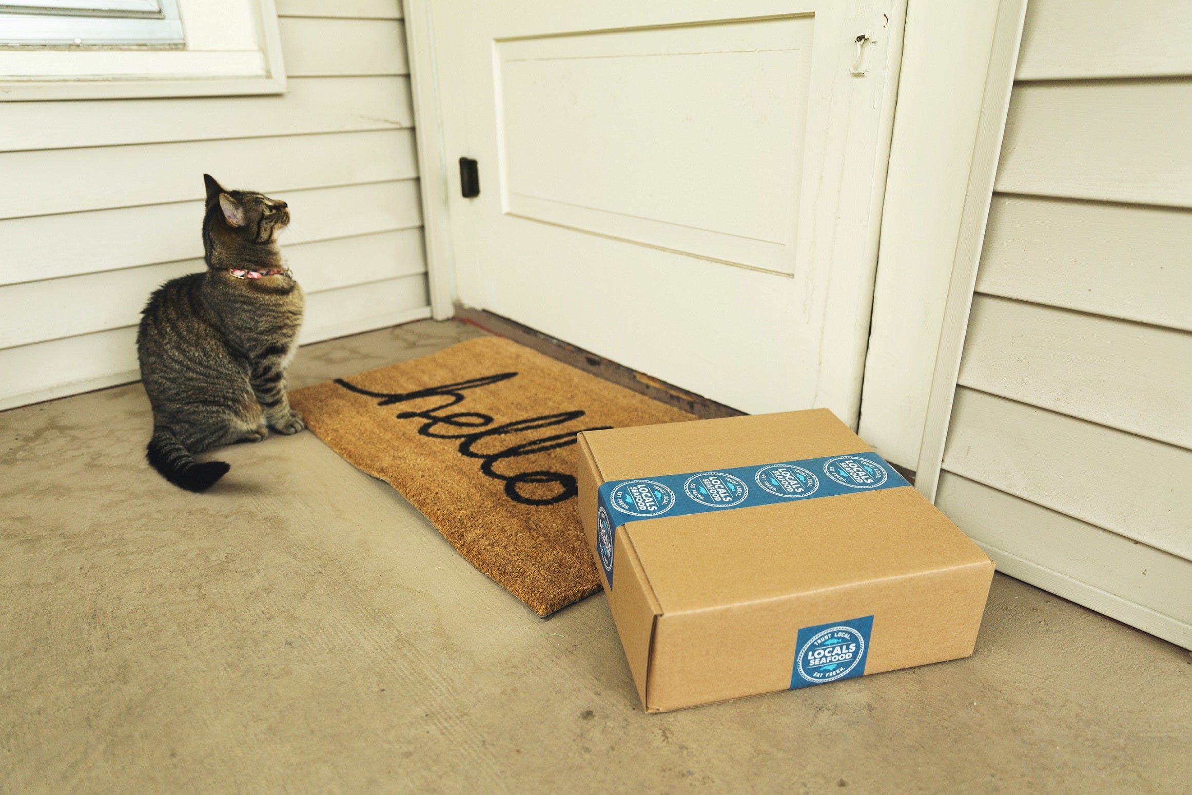 A cat sitting next to a parcel left by the door