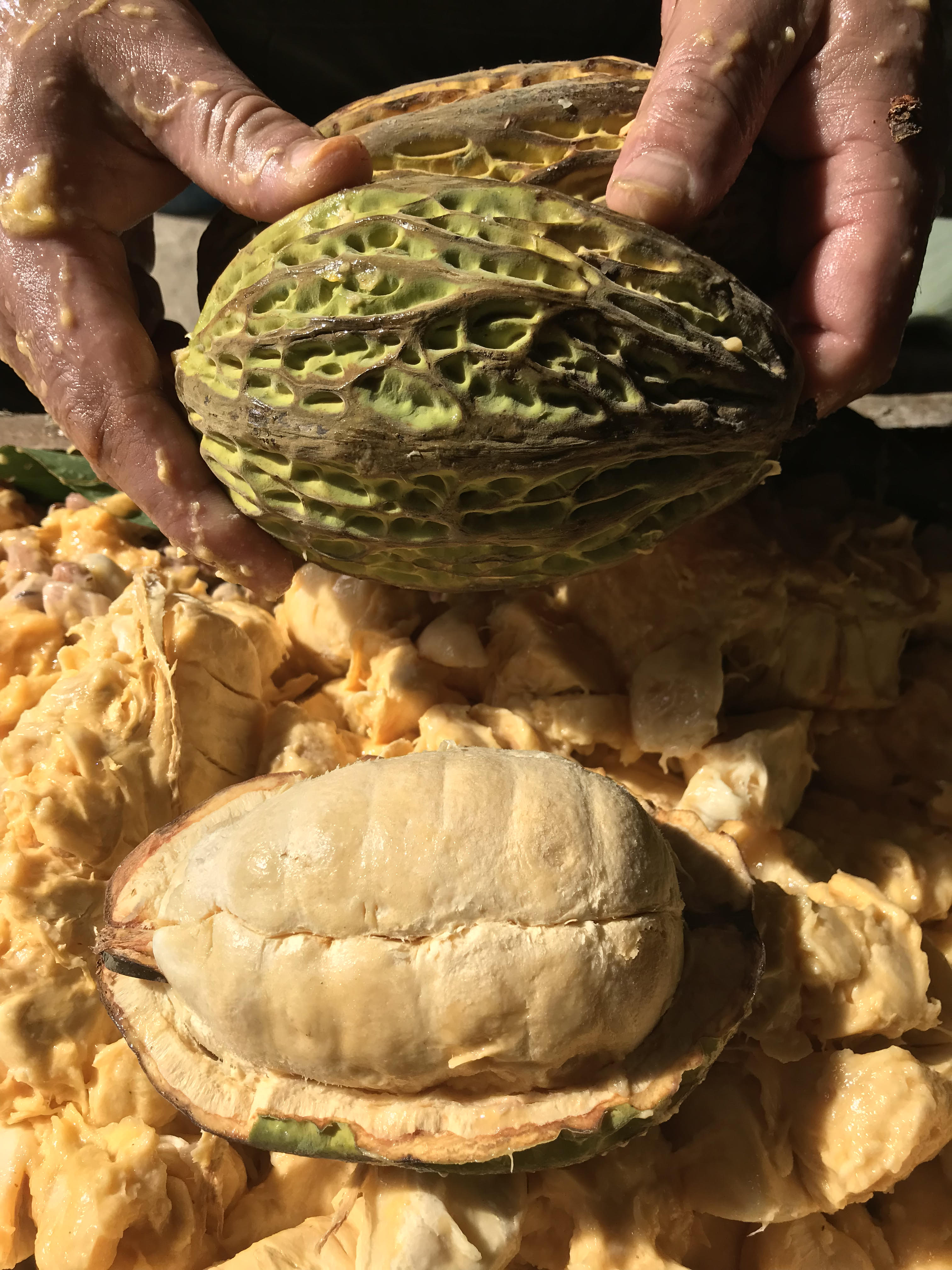 The Cacao bean in the fermentation process. 
