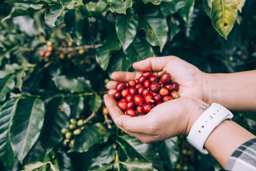 hands cupped holding freshly picked coffee beans