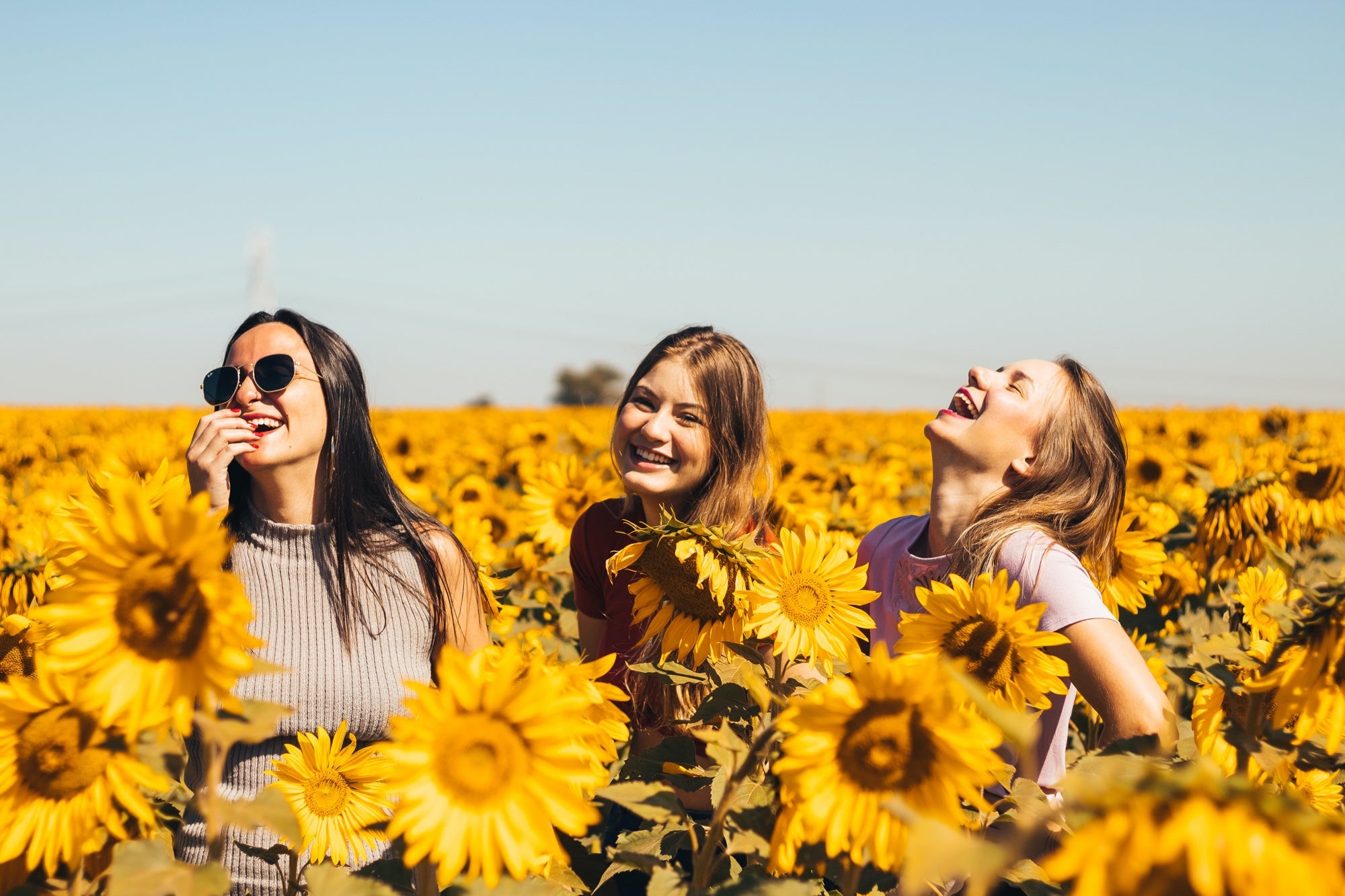 Three friends laugh in a sunflower field