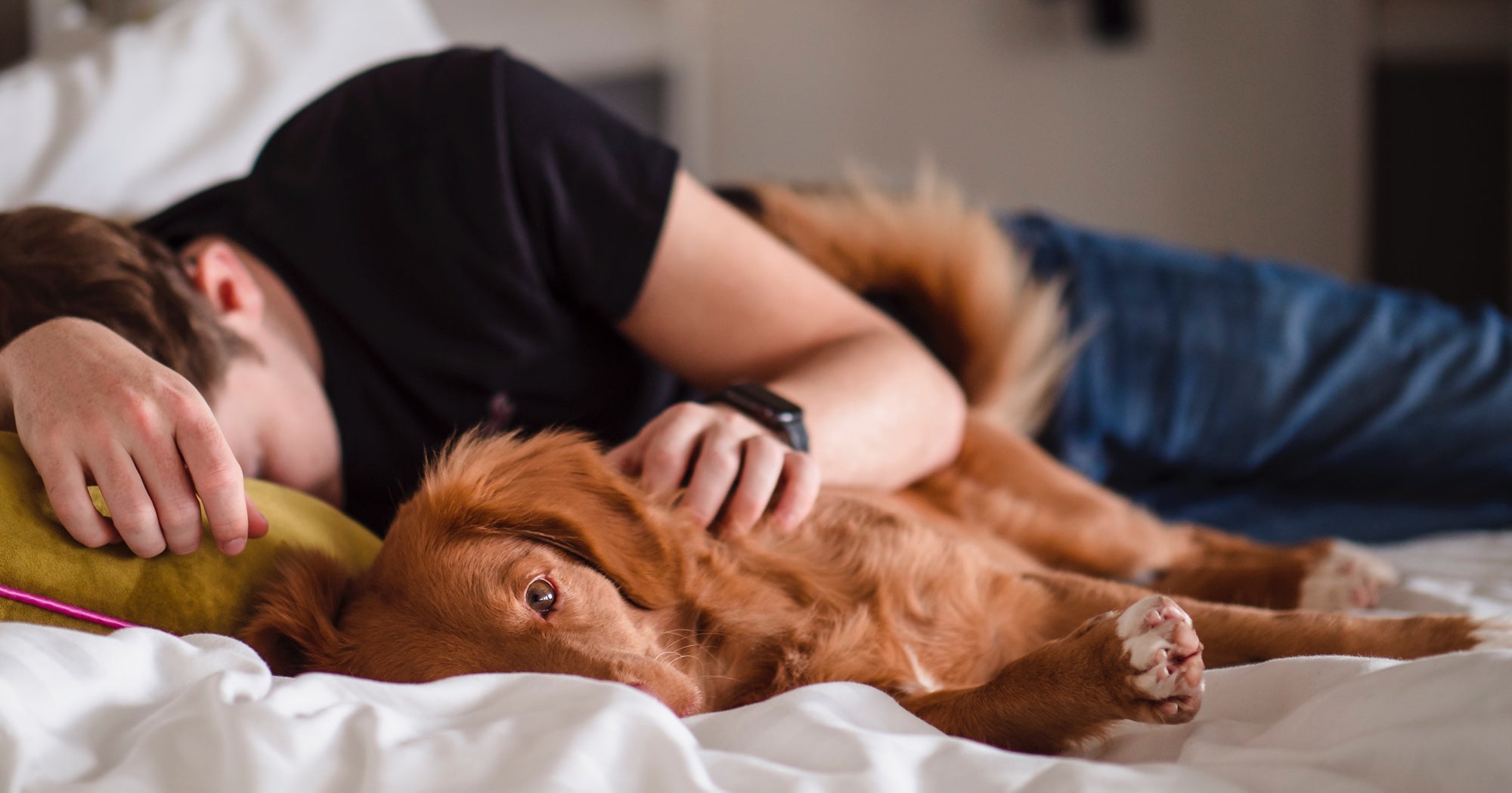 Person naps in a bed with a fluffy dog