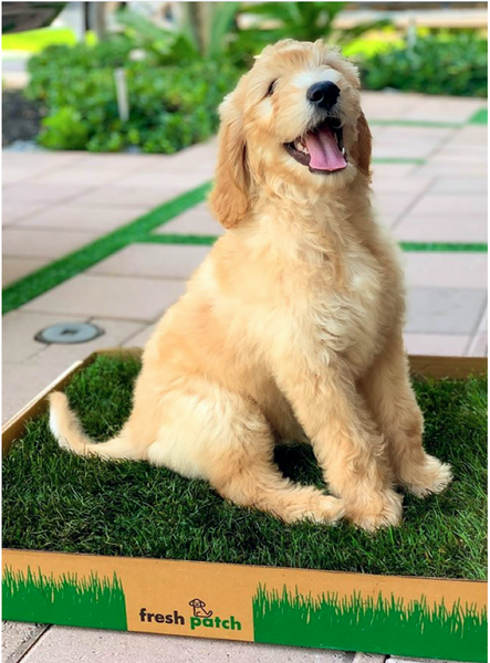 A photo of a fluffy yellow dog sitting on a Fresh Patch product