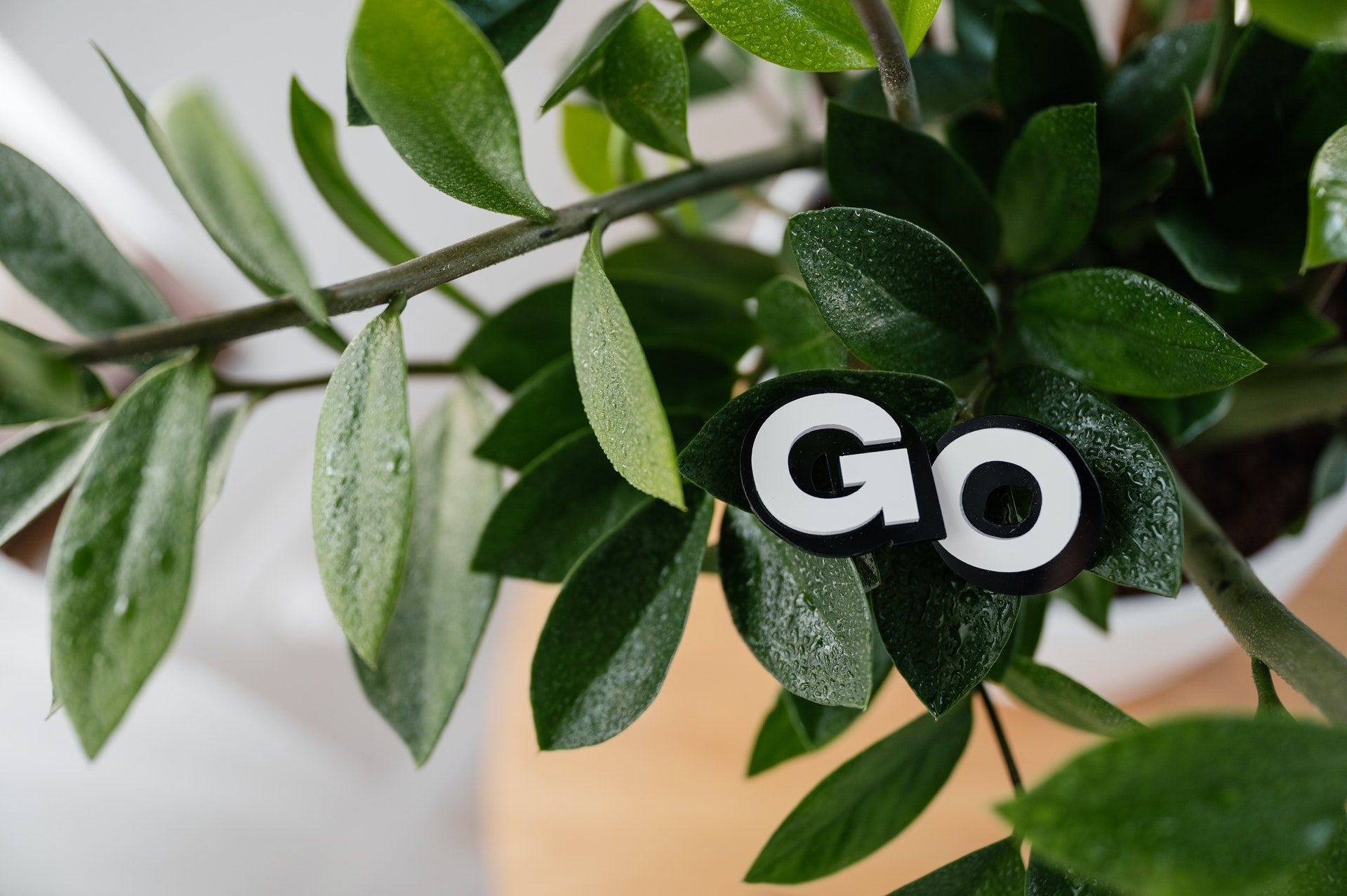 Close up of plant leaves with cutout letters “GO” placed on a branch.