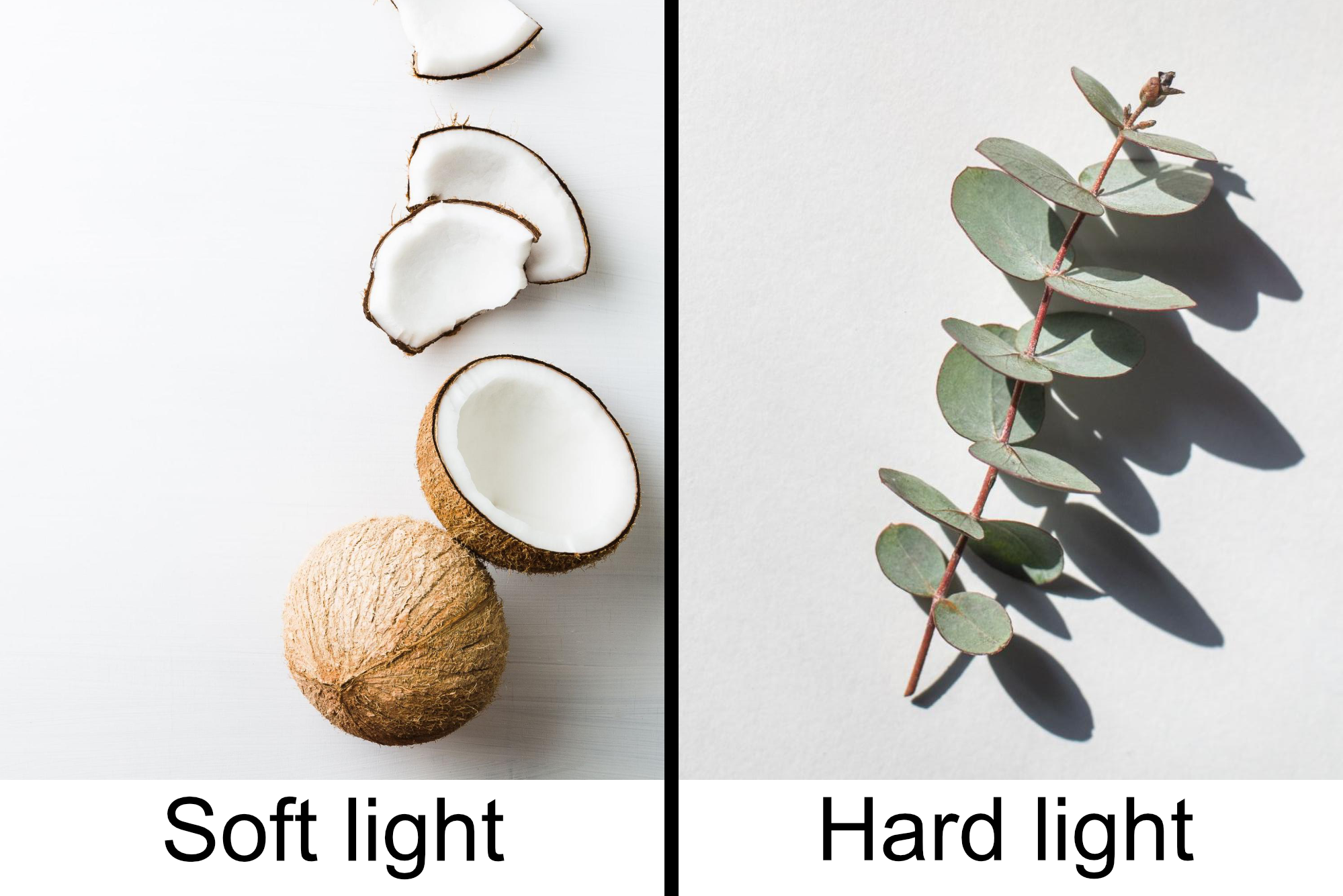Two ecommerce photos side by side; on the right is a photo of coconuts casting a soft shadow, on the right is a eucalyptus leaf casting a hard shadow with defined lines