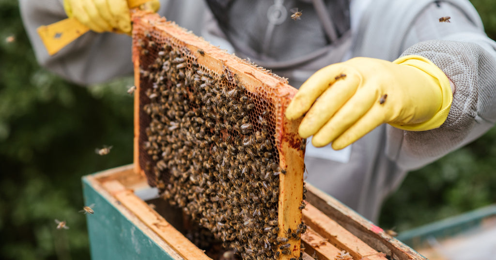 A beekeeper works on a hive