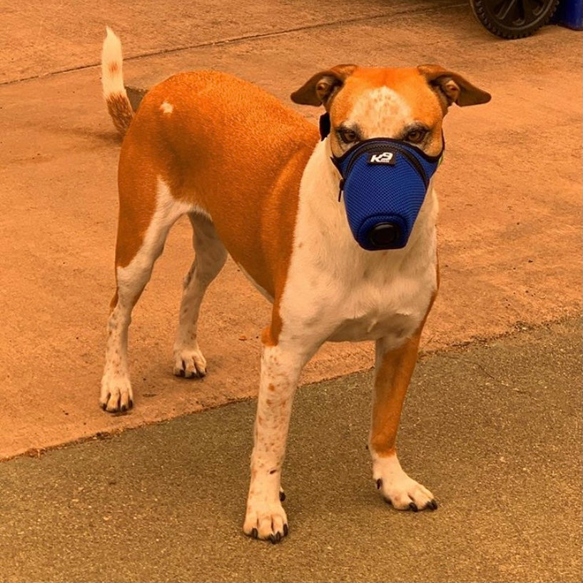 A brown and white dog in a blue mask by K9 Mask.