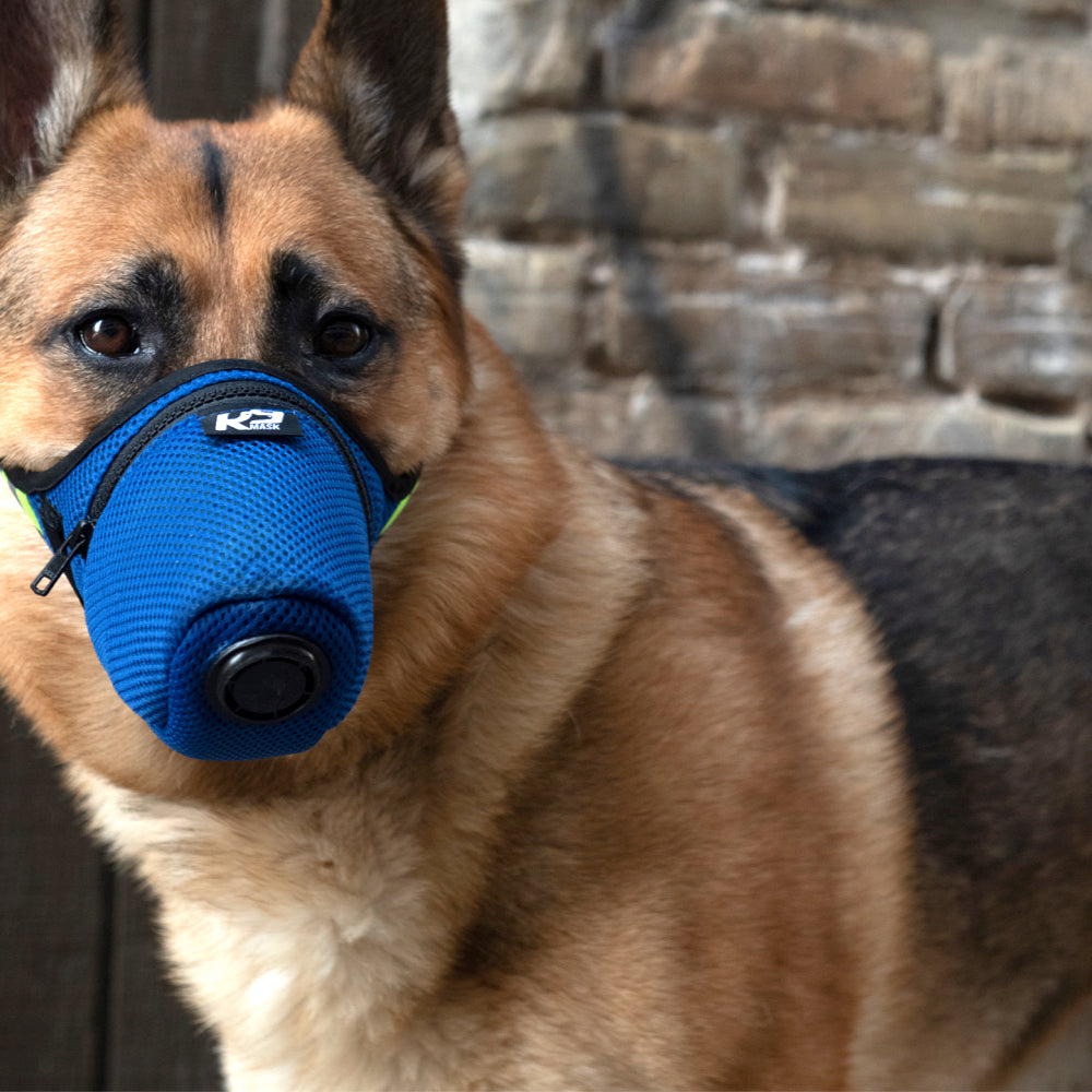 A brown dog in a blue mask made by K9 Mask.