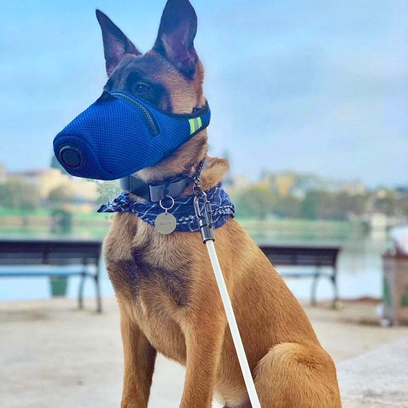 A brown dog in a blue mask made by K9 Mask.