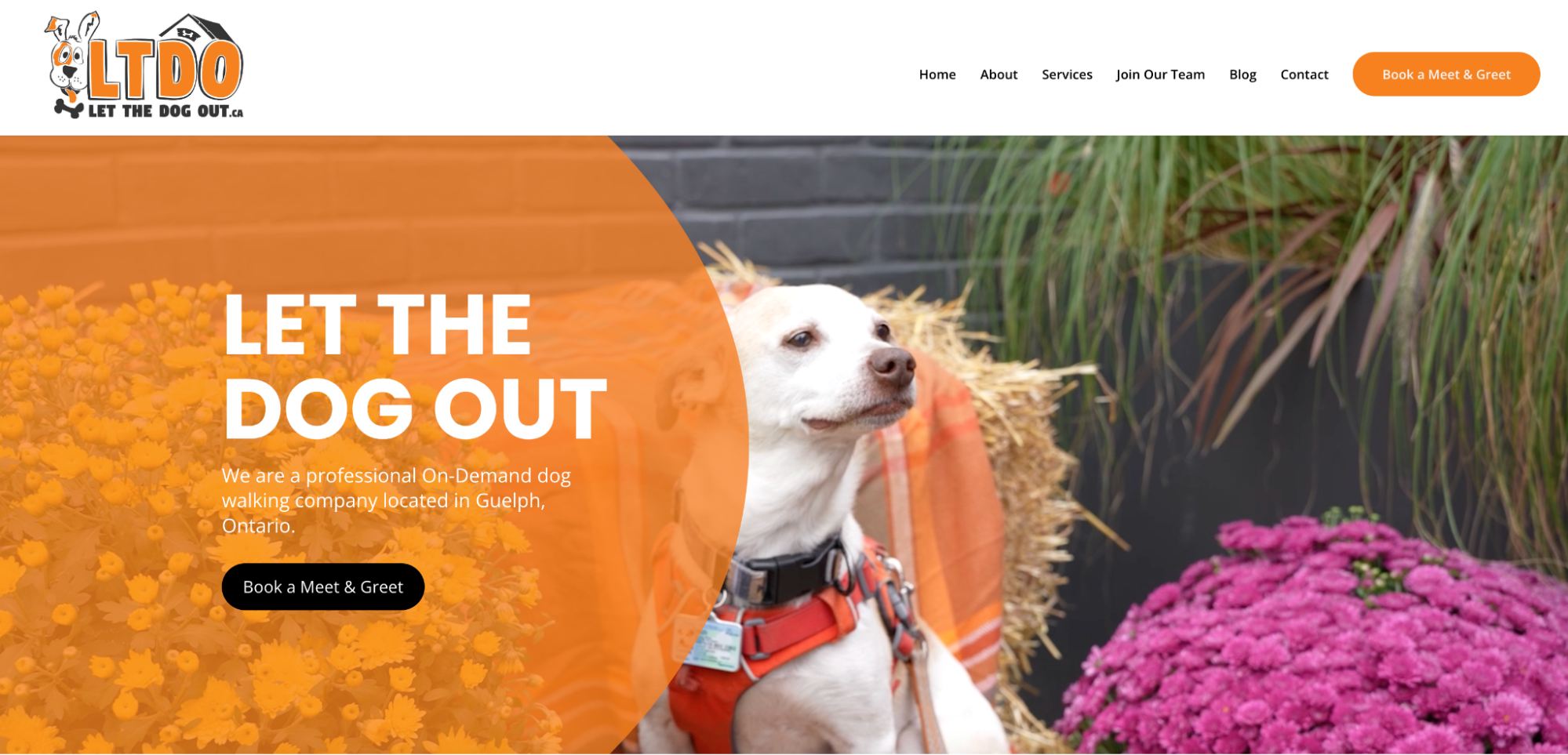 Homepage of Let the Dog Out showing a cute white dog sitting with flowers.