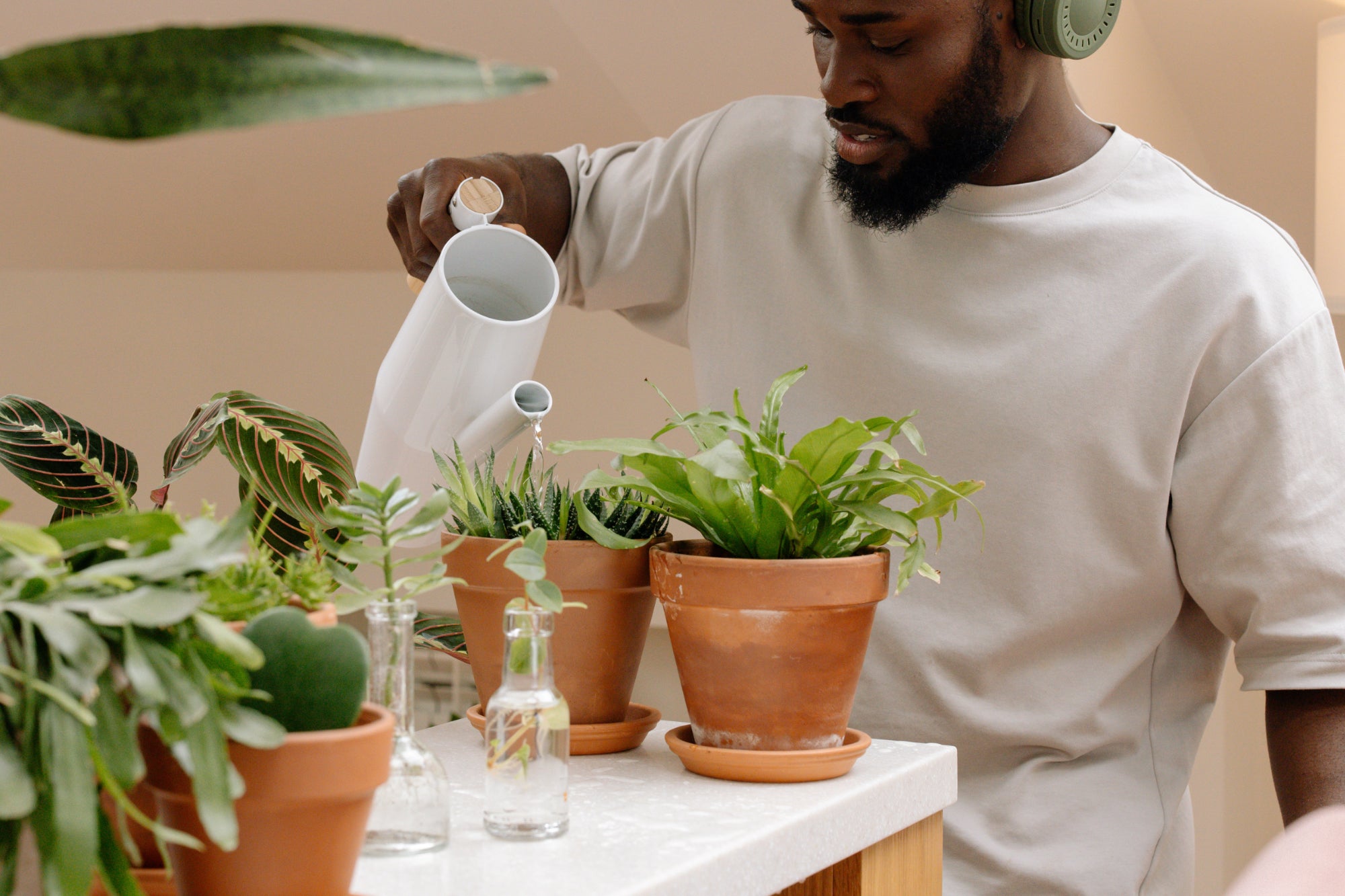 Person wearing headphones waters an array of houseplants