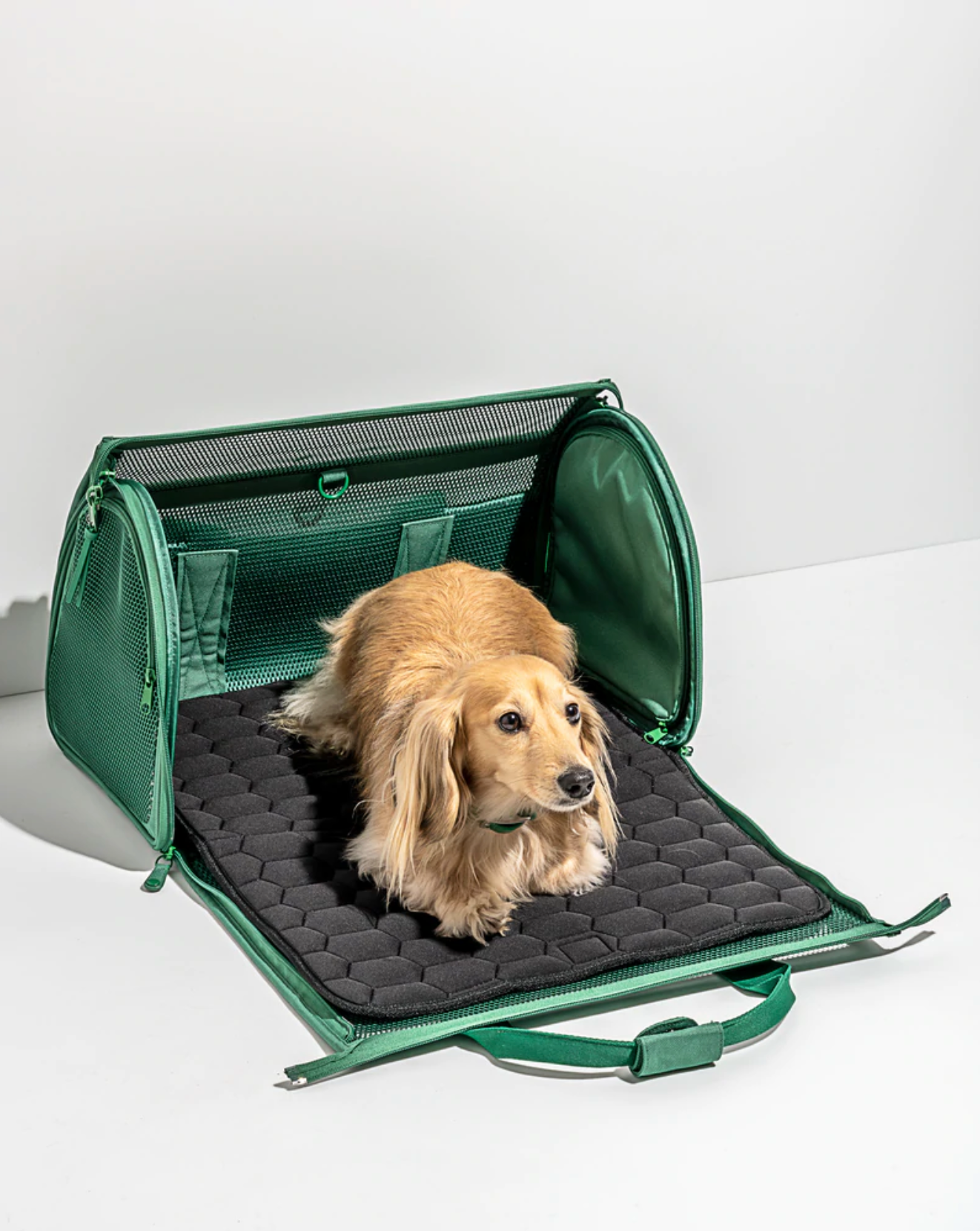 pet in carrying case