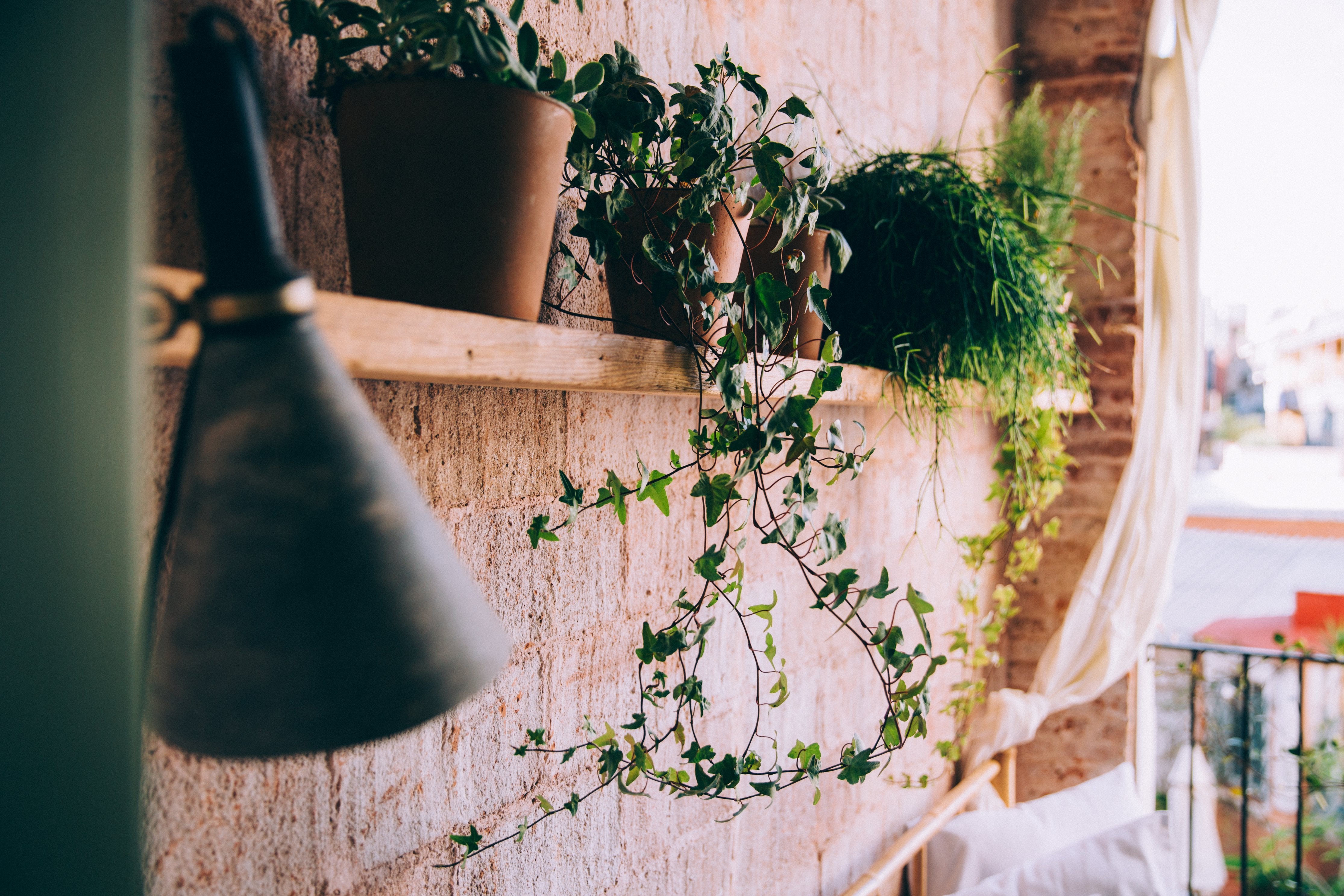 A shelf covered in planters hangs on a wall