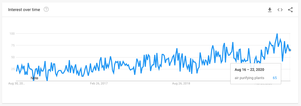 Trend piante che purificano l'aria