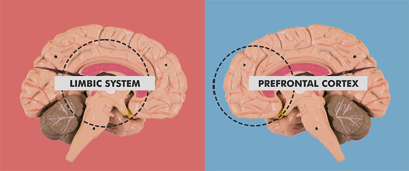 procrastination brains