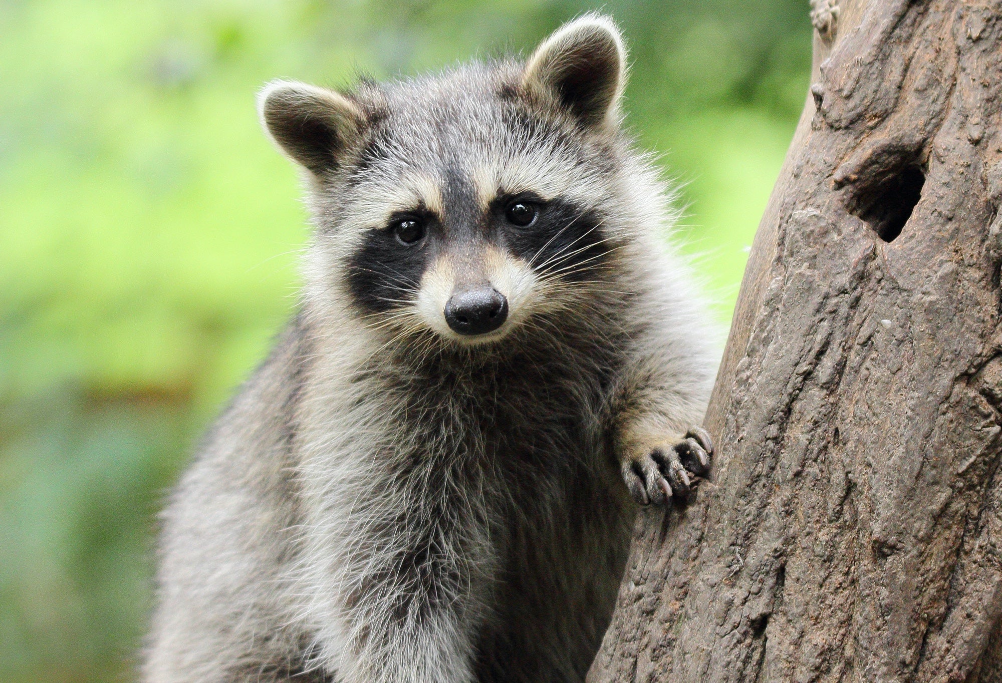 A raccoon climbing a tree