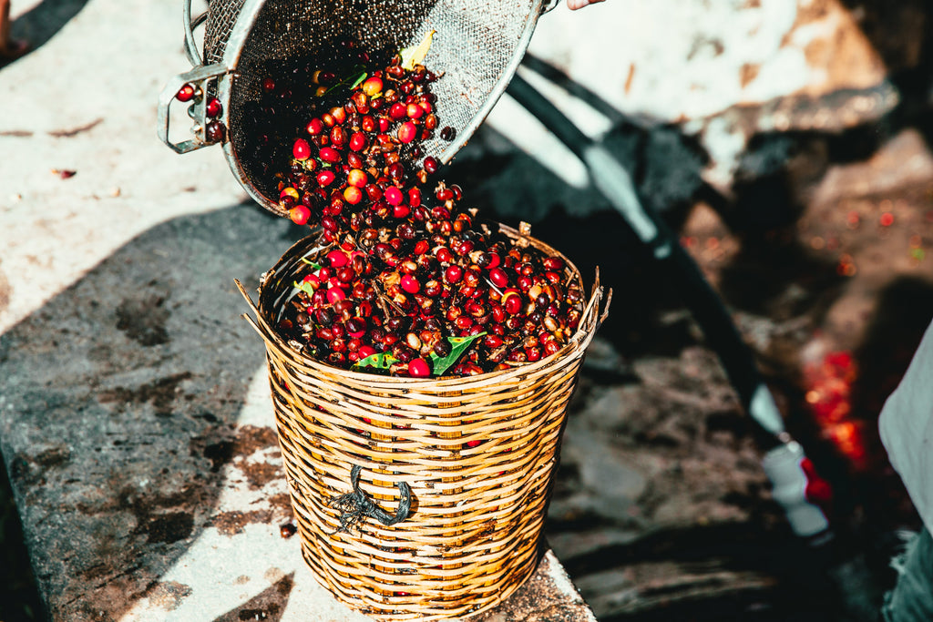 raw coffee beans harvested