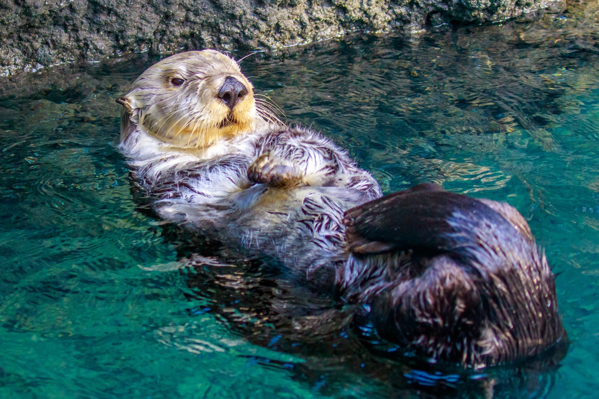 A sea otter floats on its back in the water